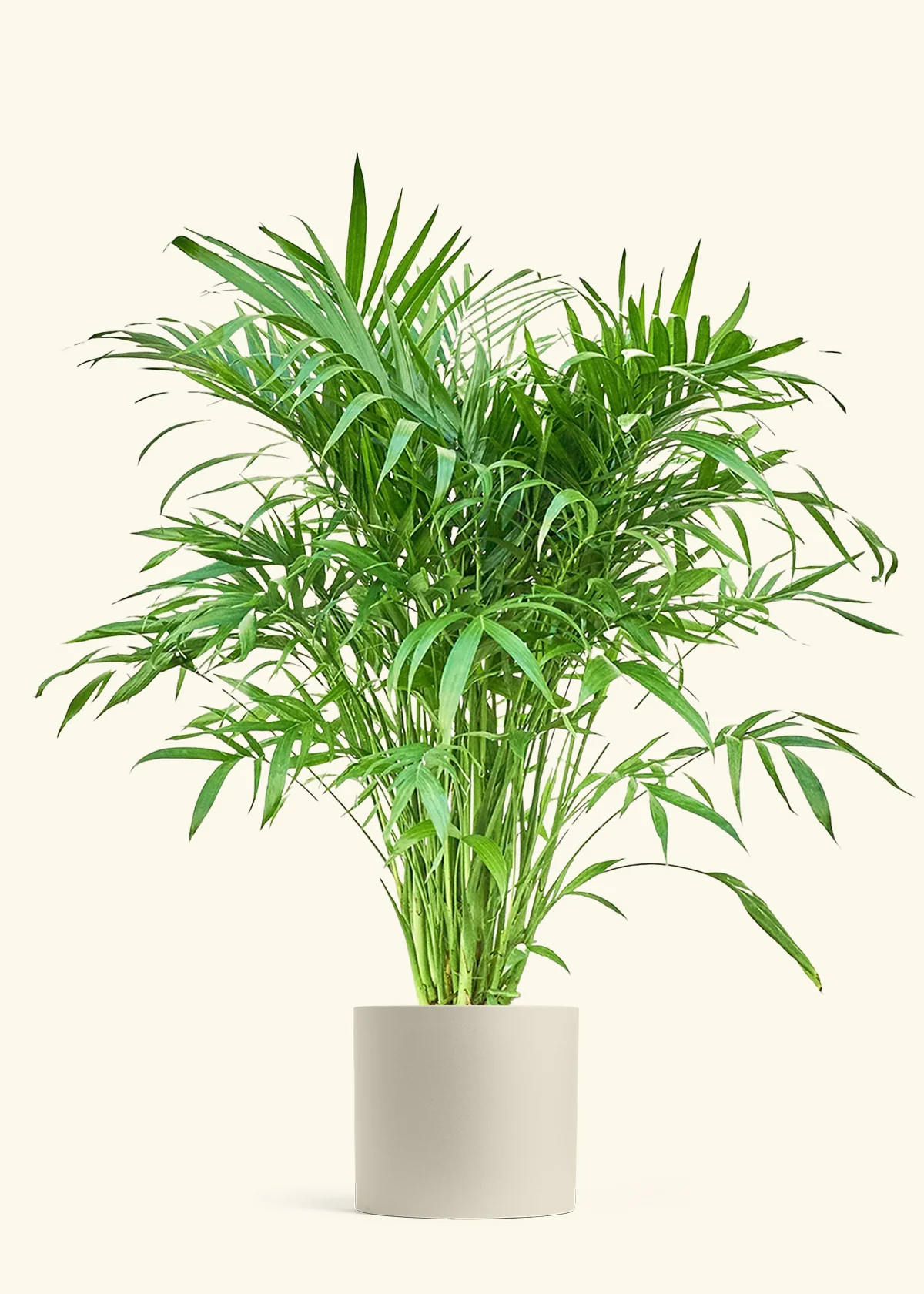 Cat Palm, XL - Image 6