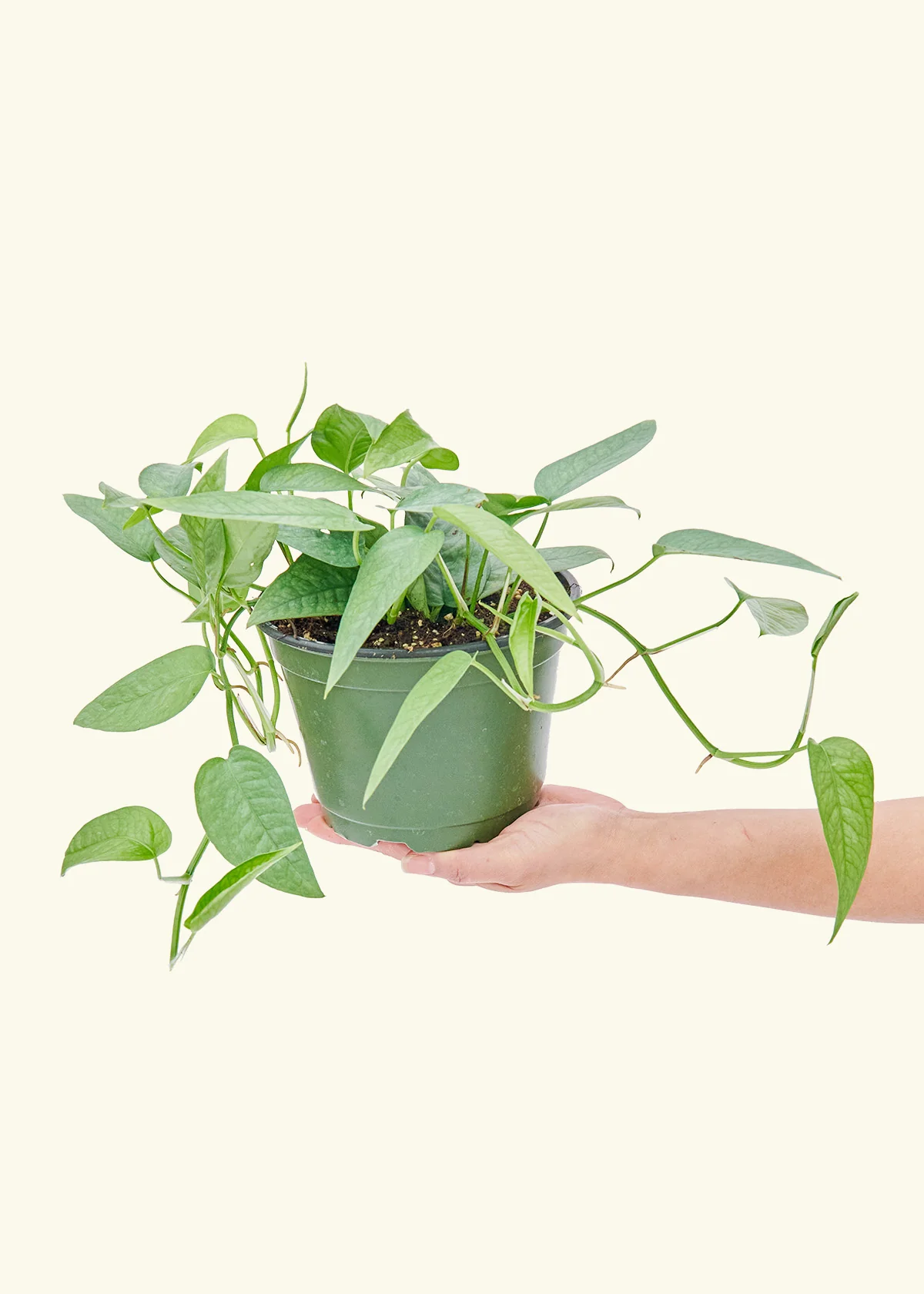 Cebu Blue Pothos, Medium - Image 3