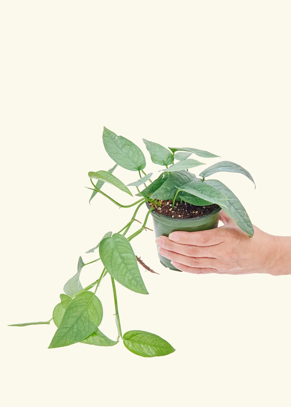 Cebu Blue Pothos, Small - Image 3