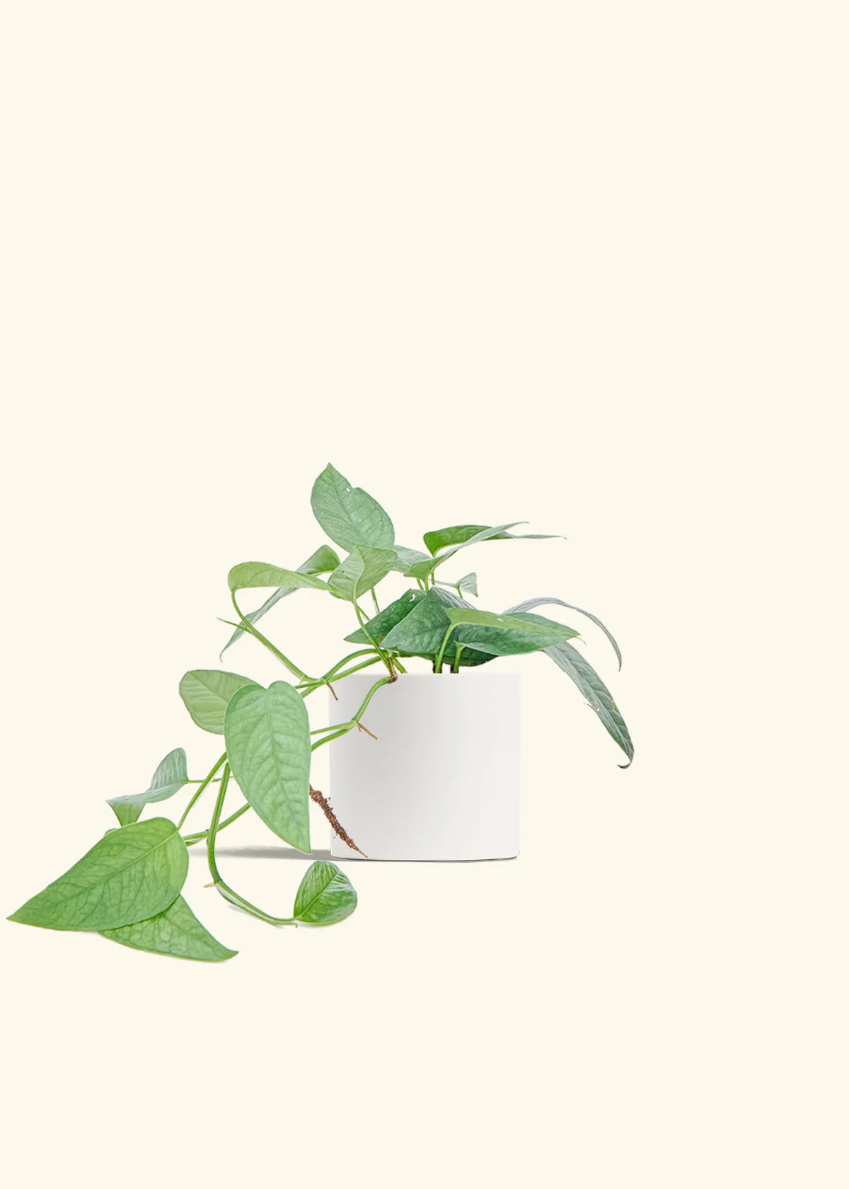 Cebu Blue Pothos, Small - Image 4