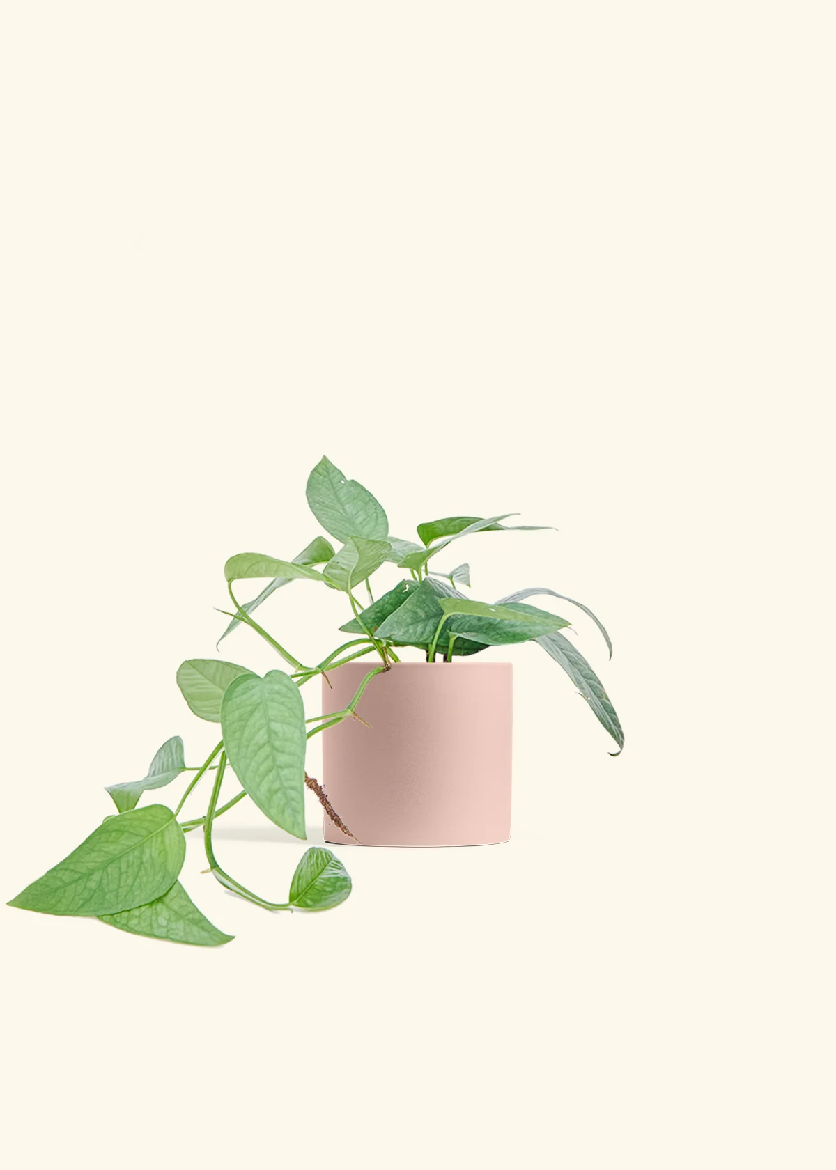 Cebu Blue Pothos, Small - Image 5