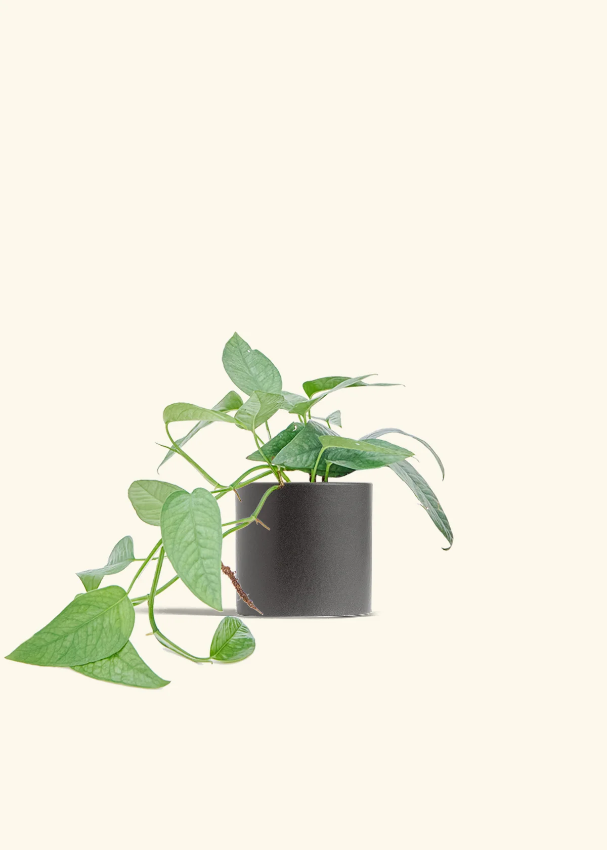 Cebu Blue Pothos, Small - Image 6