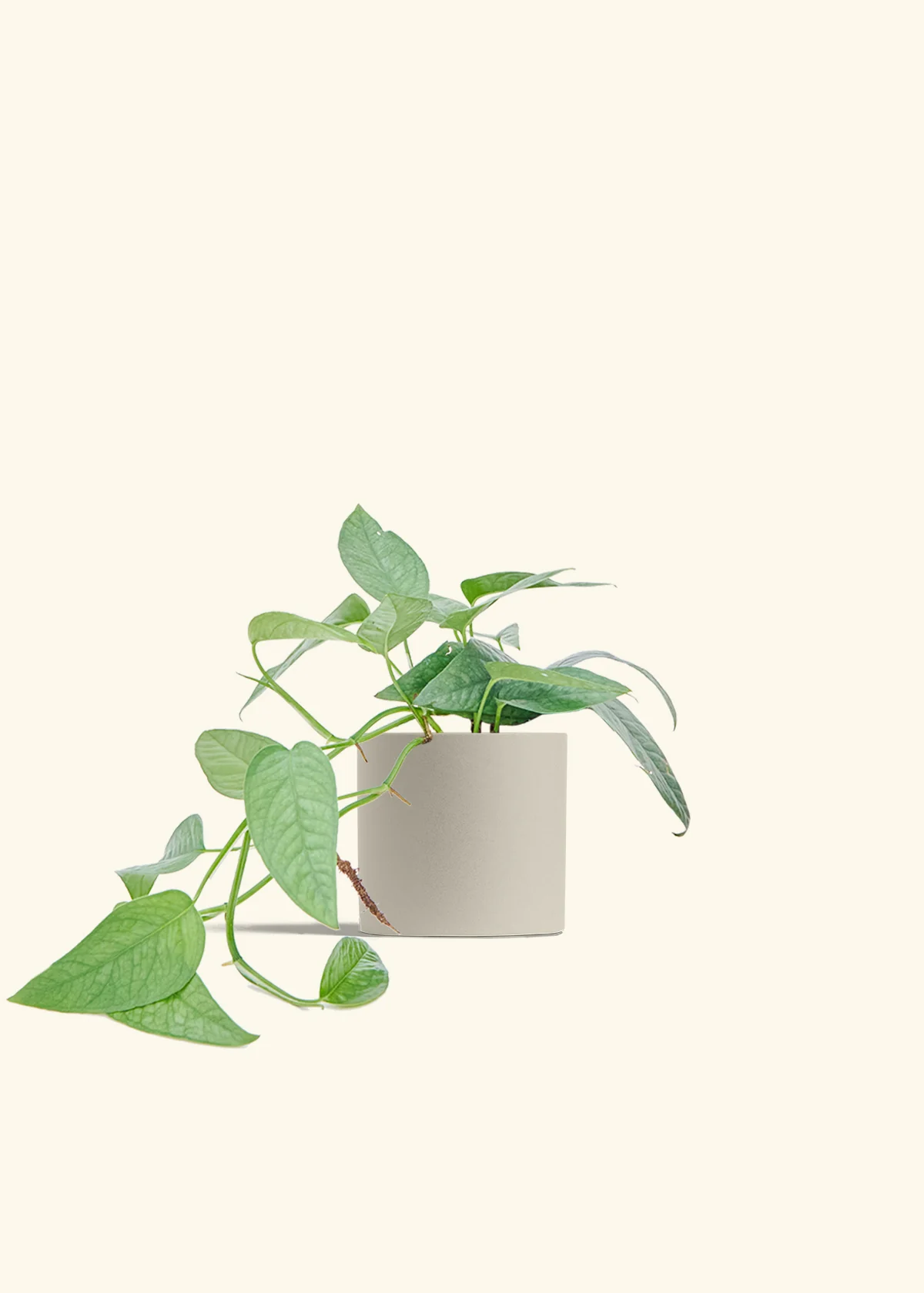 Cebu Blue Pothos, Small - Image 7
