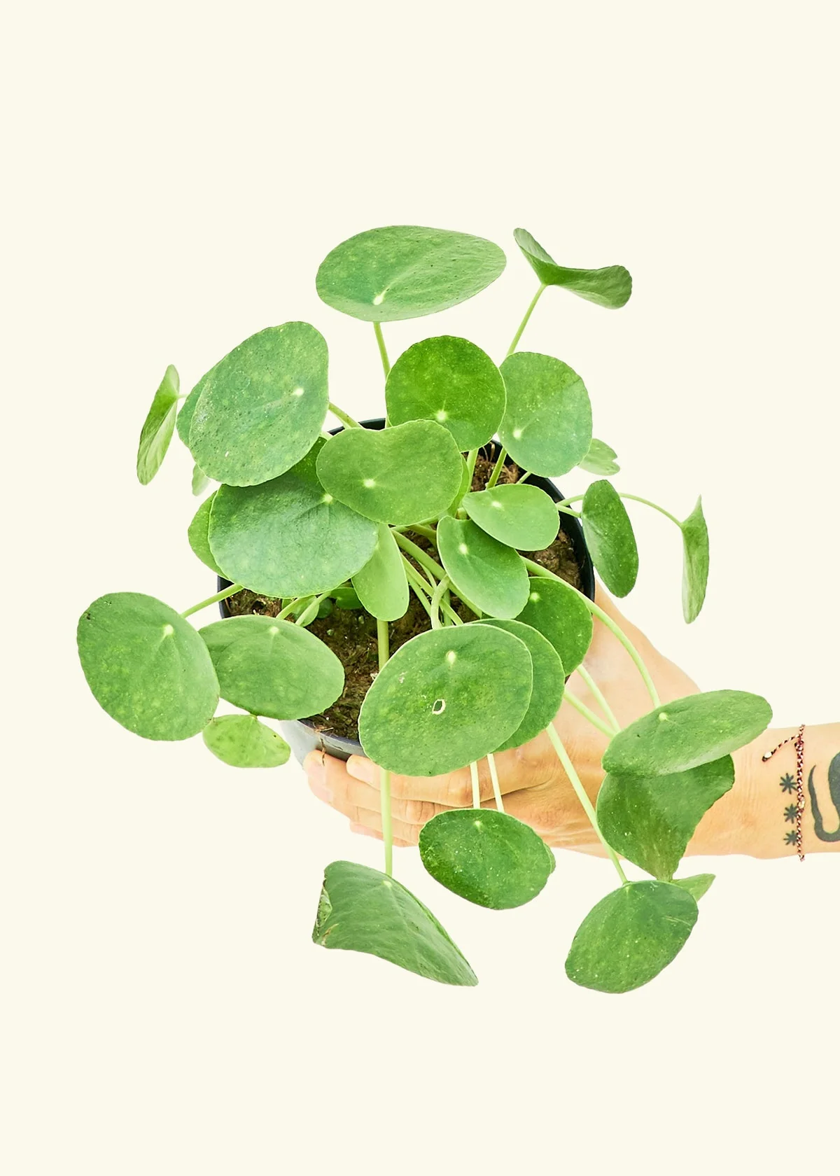 Chinese Money Plant, Medium - Image 3
