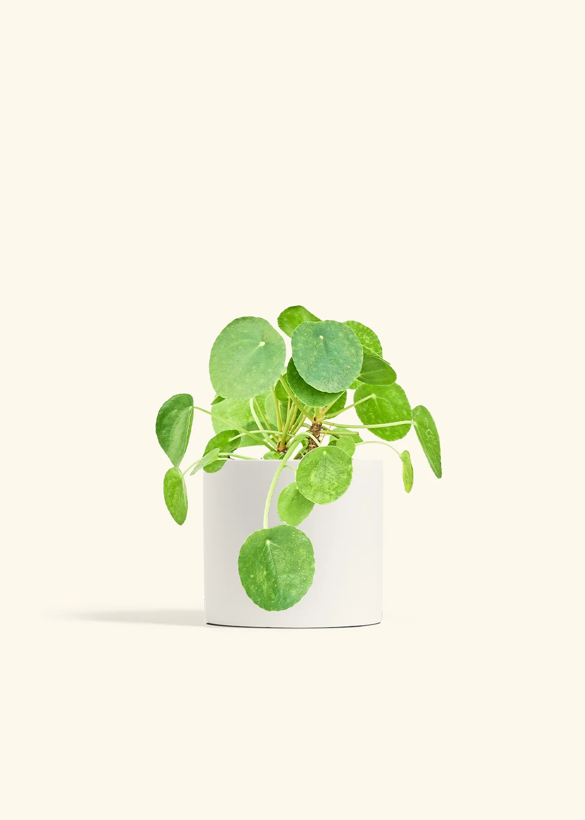 Chinese Money Plant, Medium - Image 4