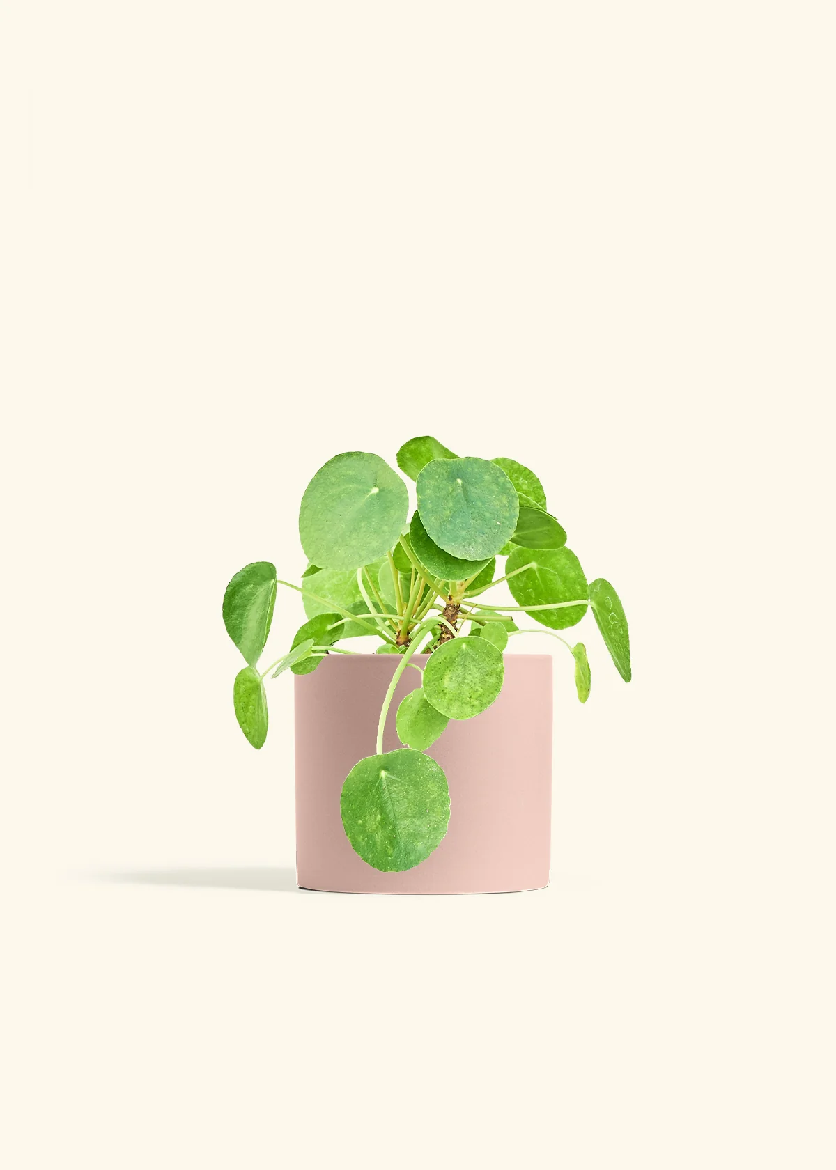 Chinese Money Plant, Medium - Image 5