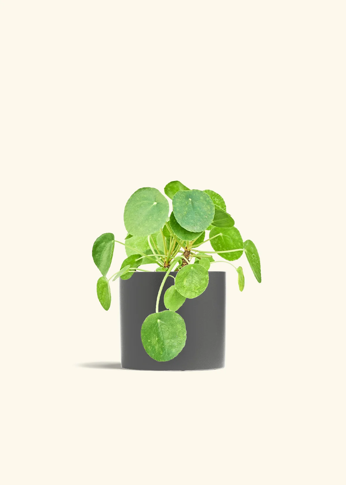 Chinese Money Plant, Medium - Image 6