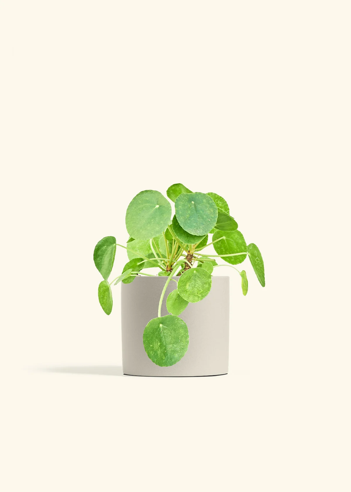 Chinese Money Plant, Medium - Image 7