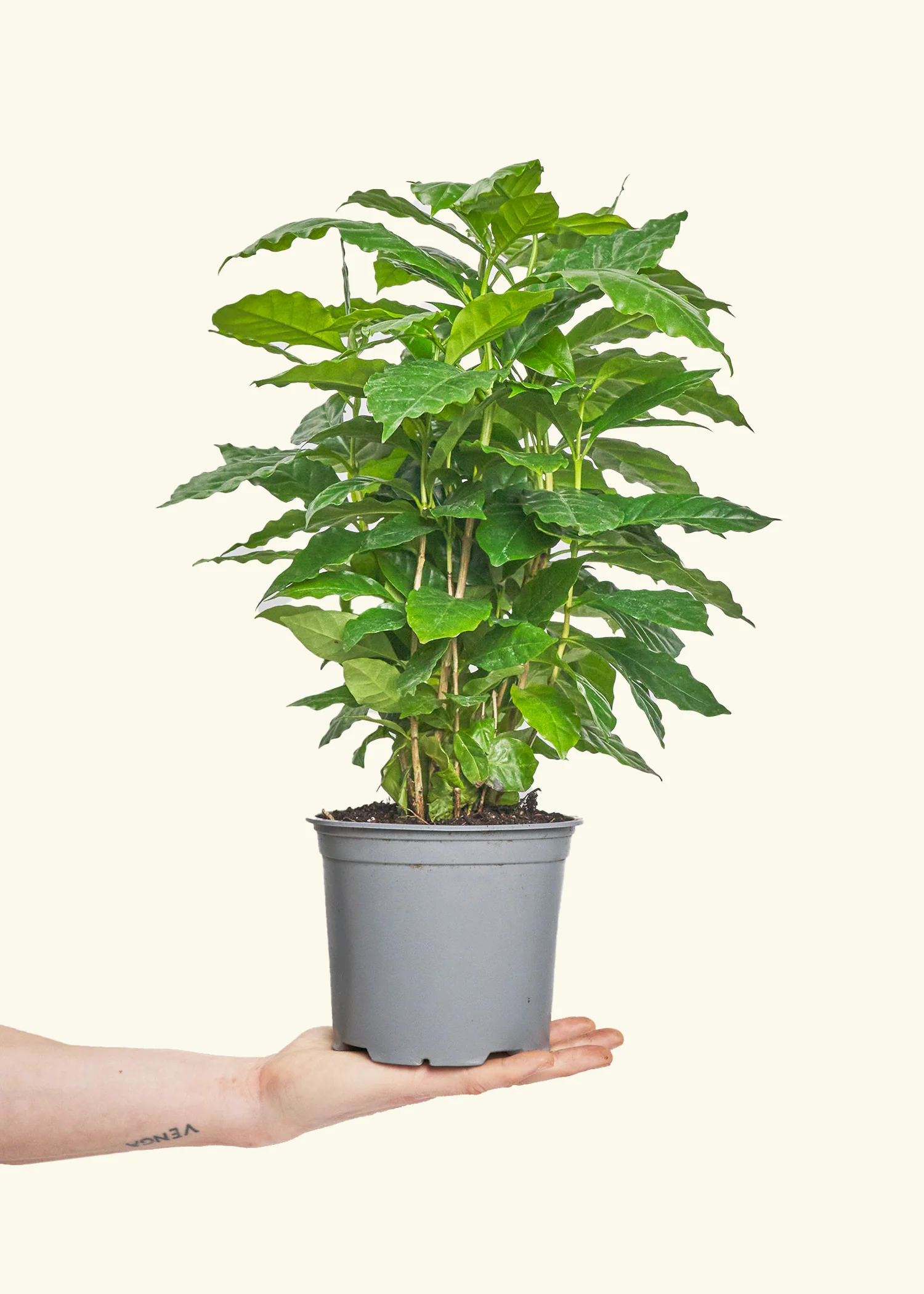 Coffee Plant, Medium - Image 2