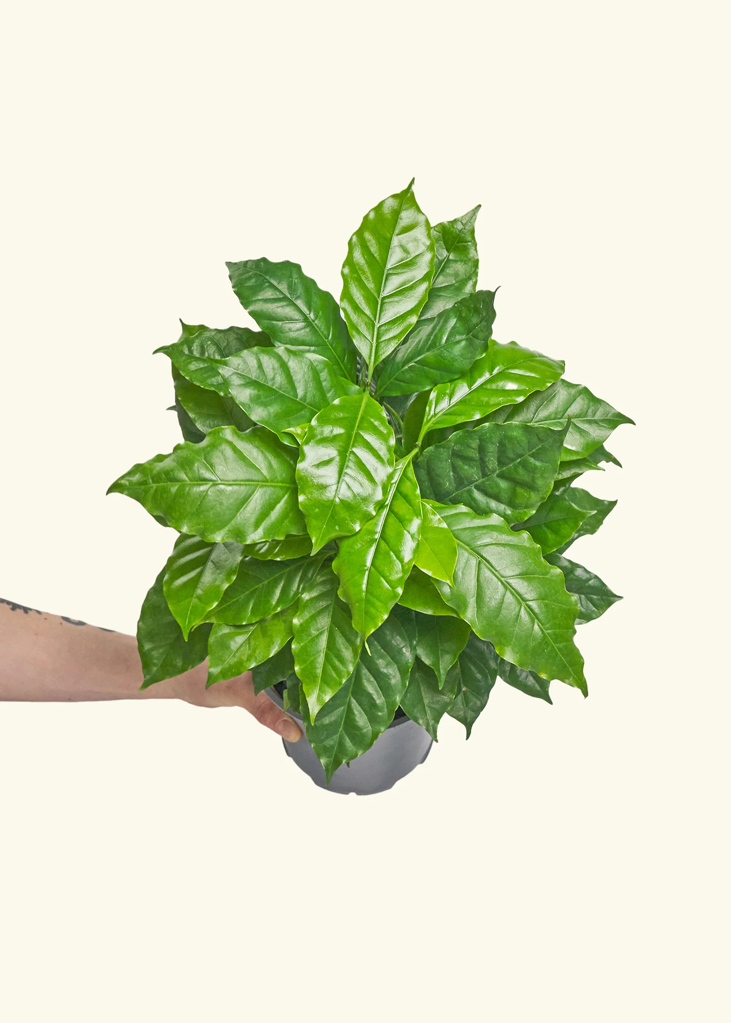 Coffee Plant, Medium - Image 3
