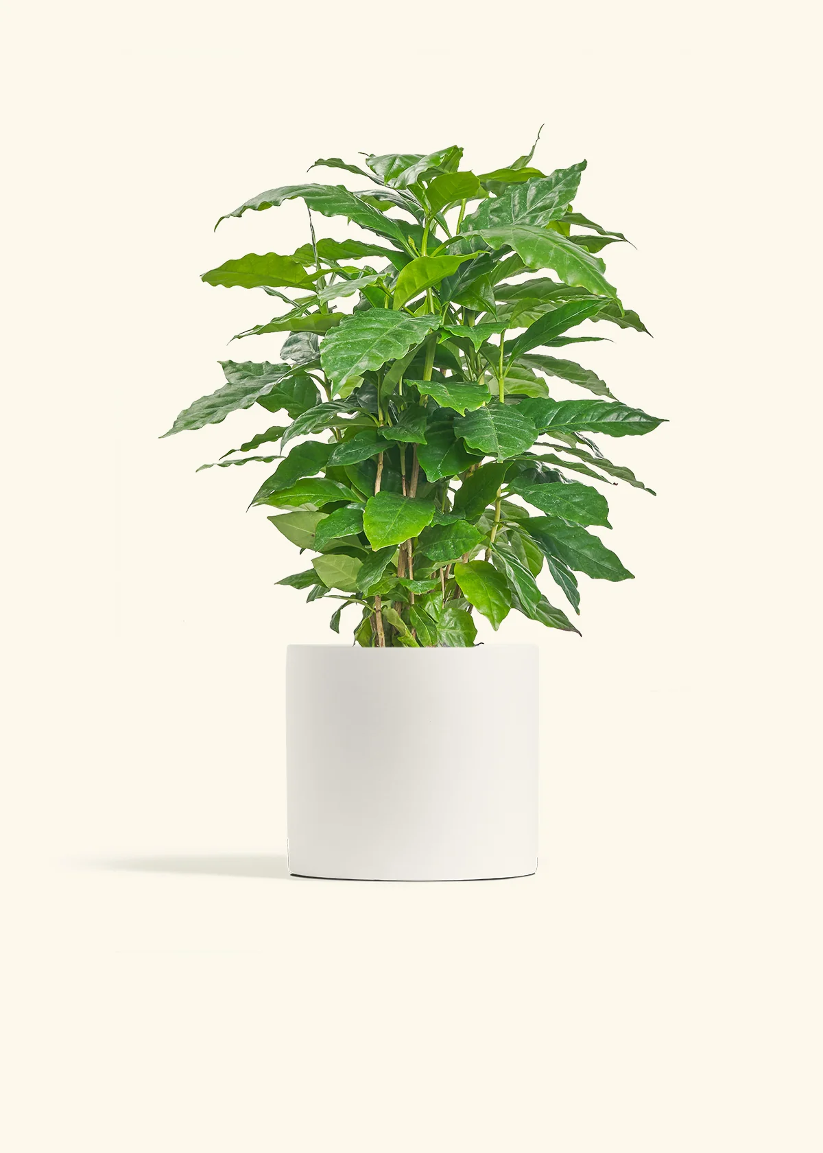 Coffee Plant, Medium - Image 4
