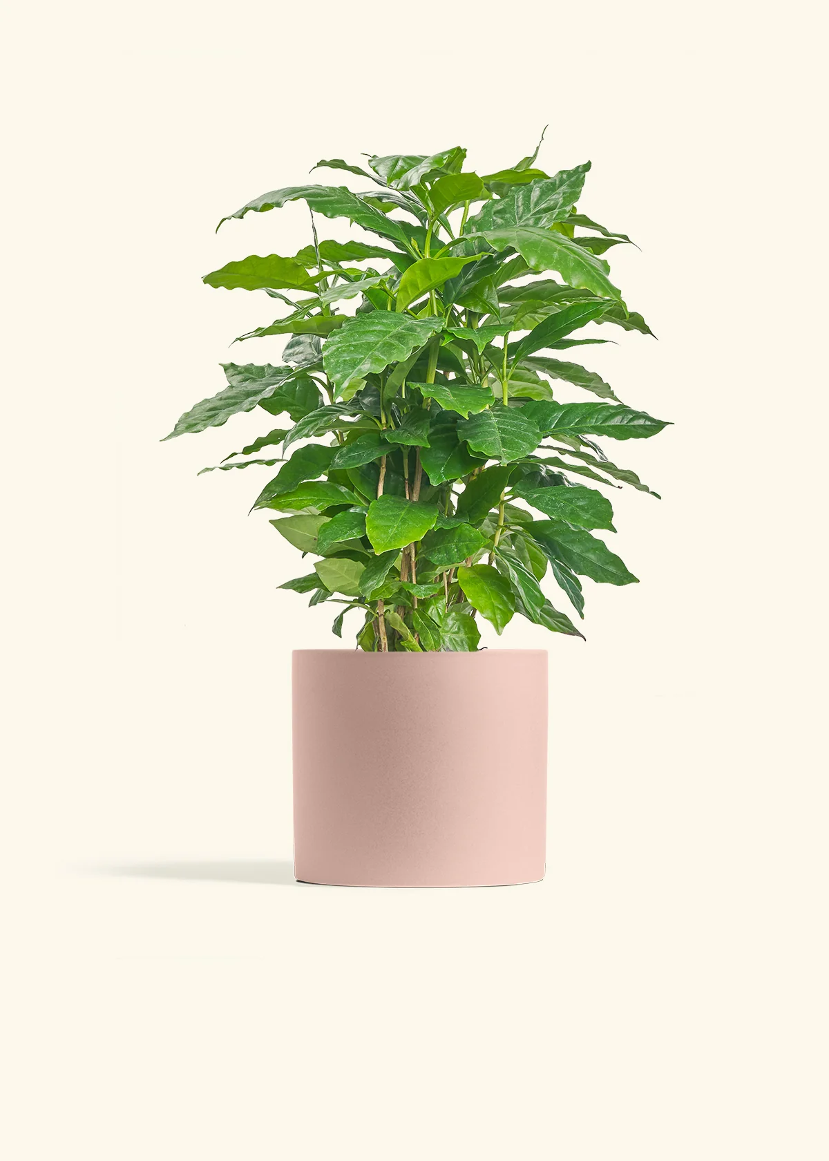 Coffee Plant, Medium - Image 5