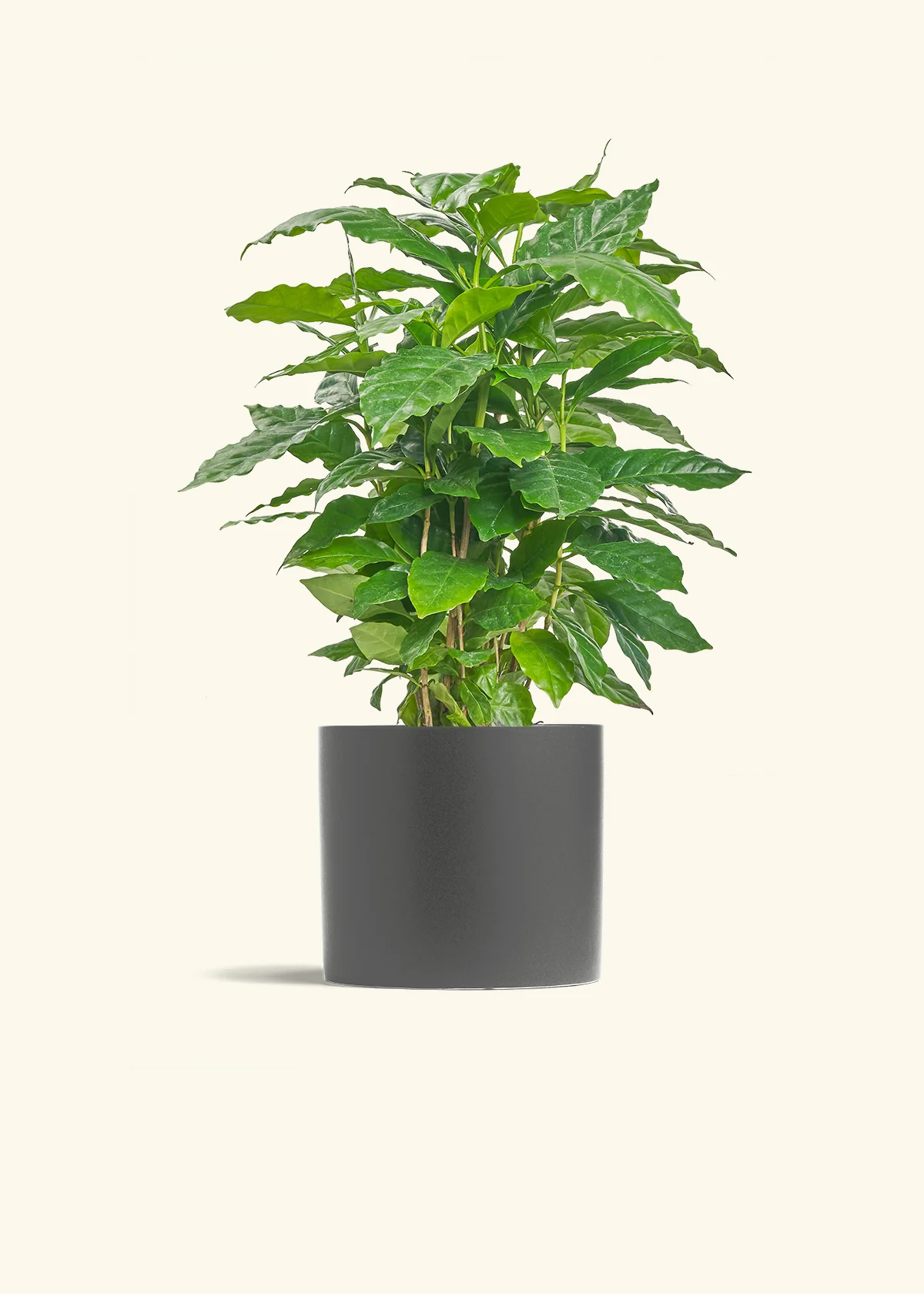 Coffee Plant, Medium - Image 6