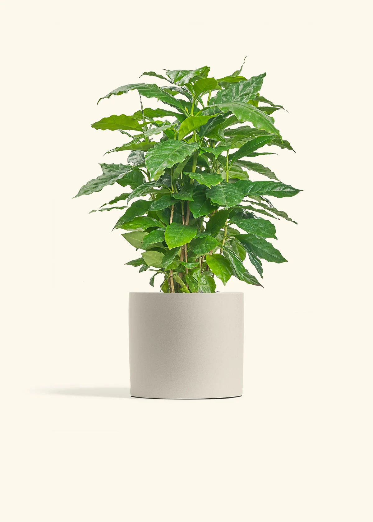 Coffee Plant, Medium - Image 7