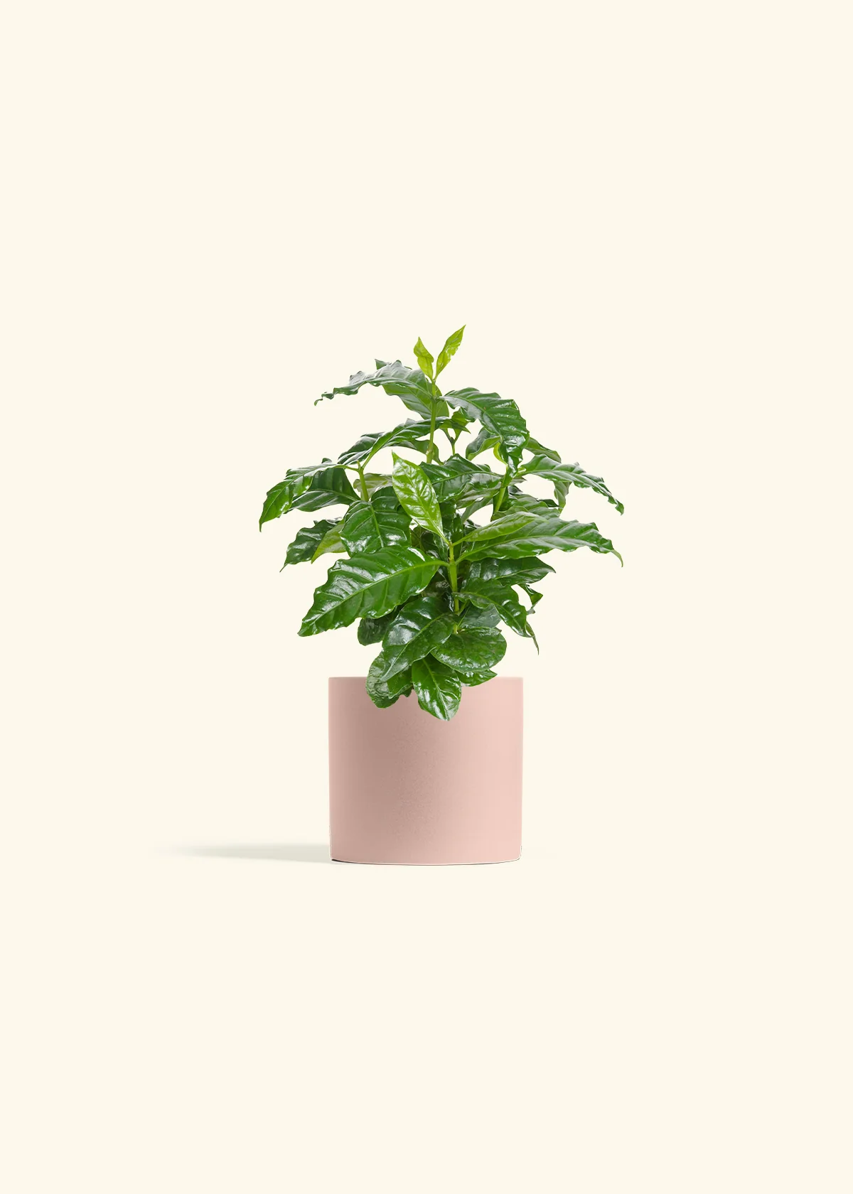 Coffee Plant, Small - Image 6