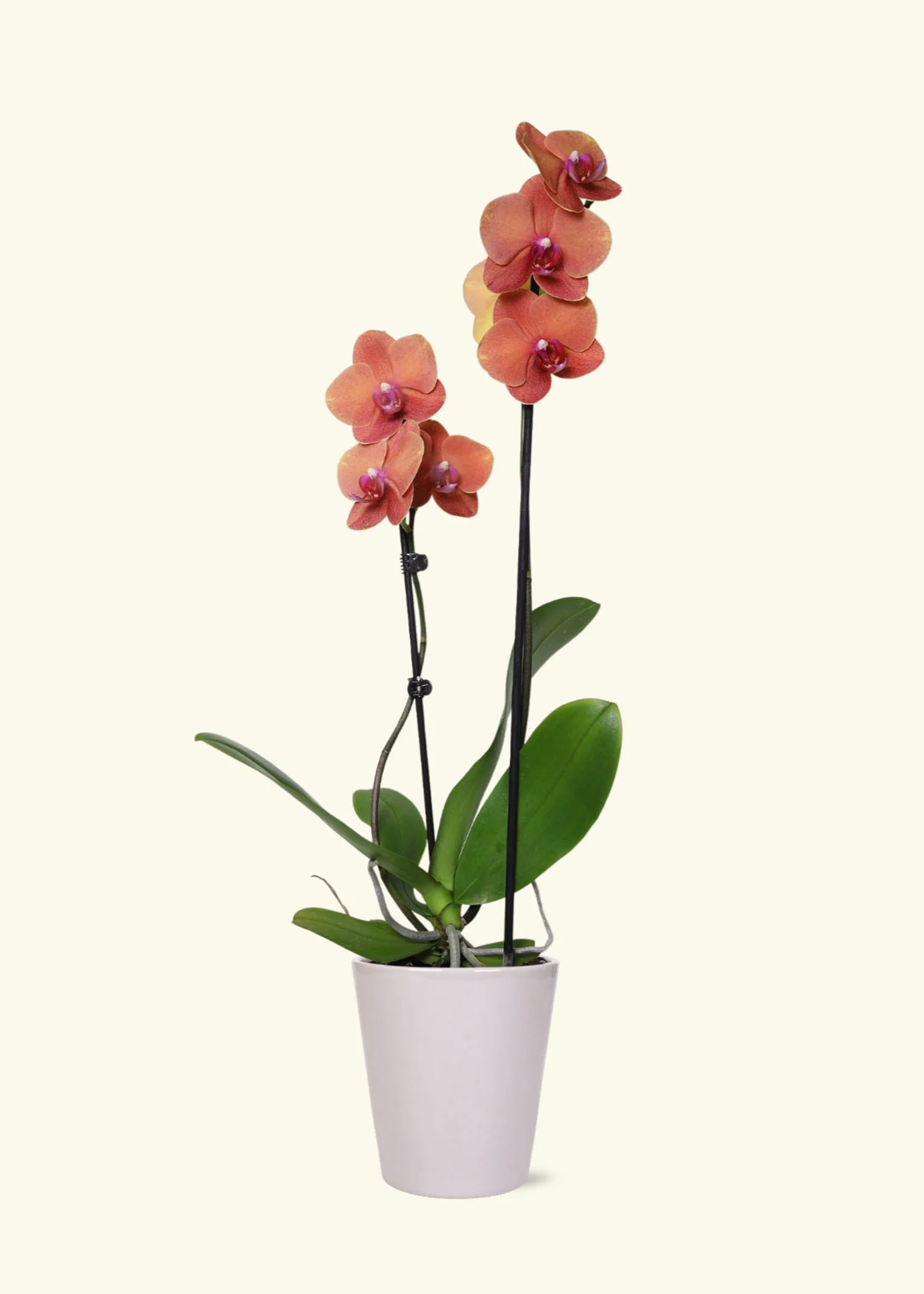 Coral Orchid, Medium - Image 3