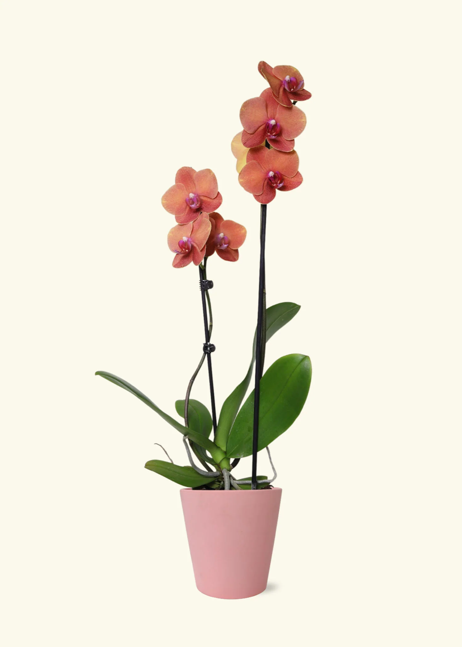 Coral Orchid, Medium - Image 4