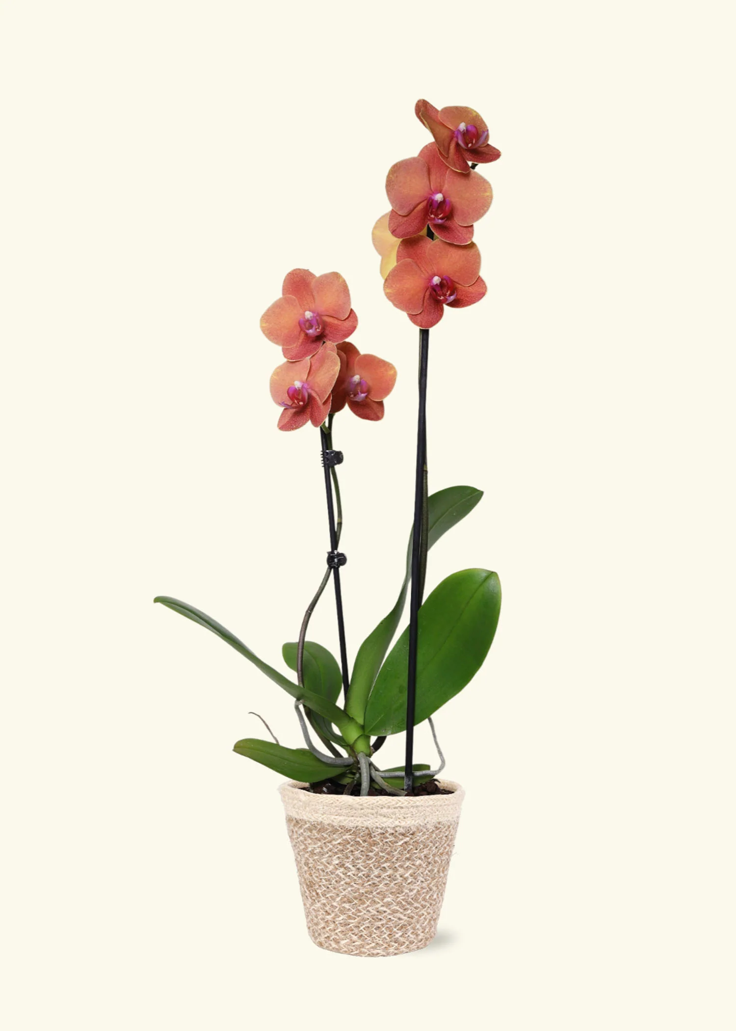 Coral Orchid, Medium - Image 5
