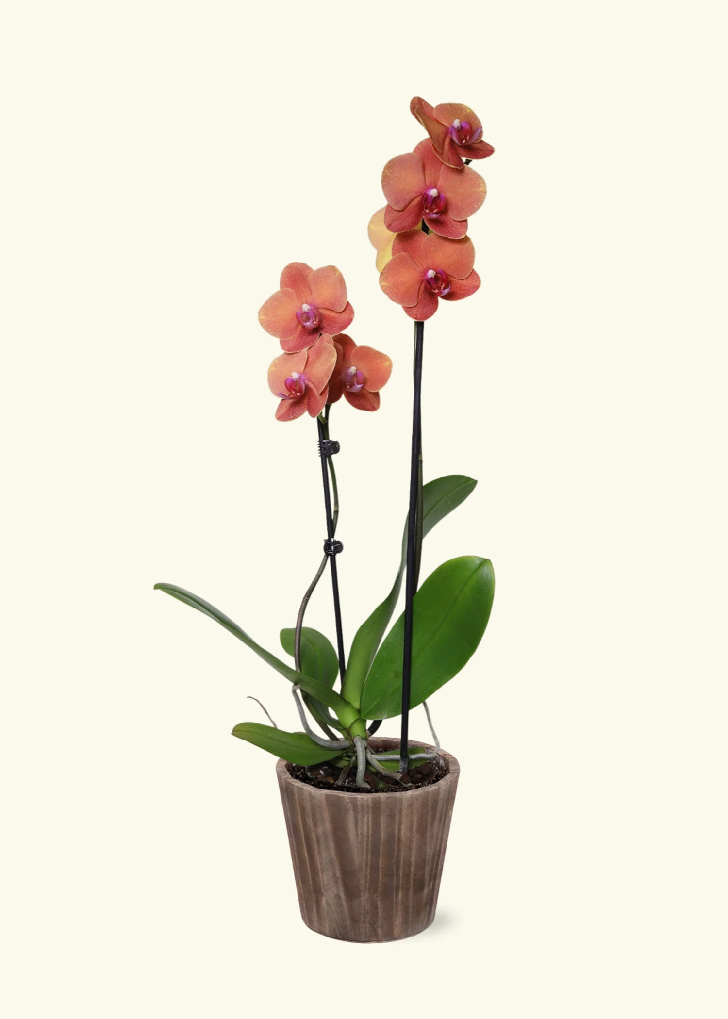 Coral Orchid, Medium - Image 6
