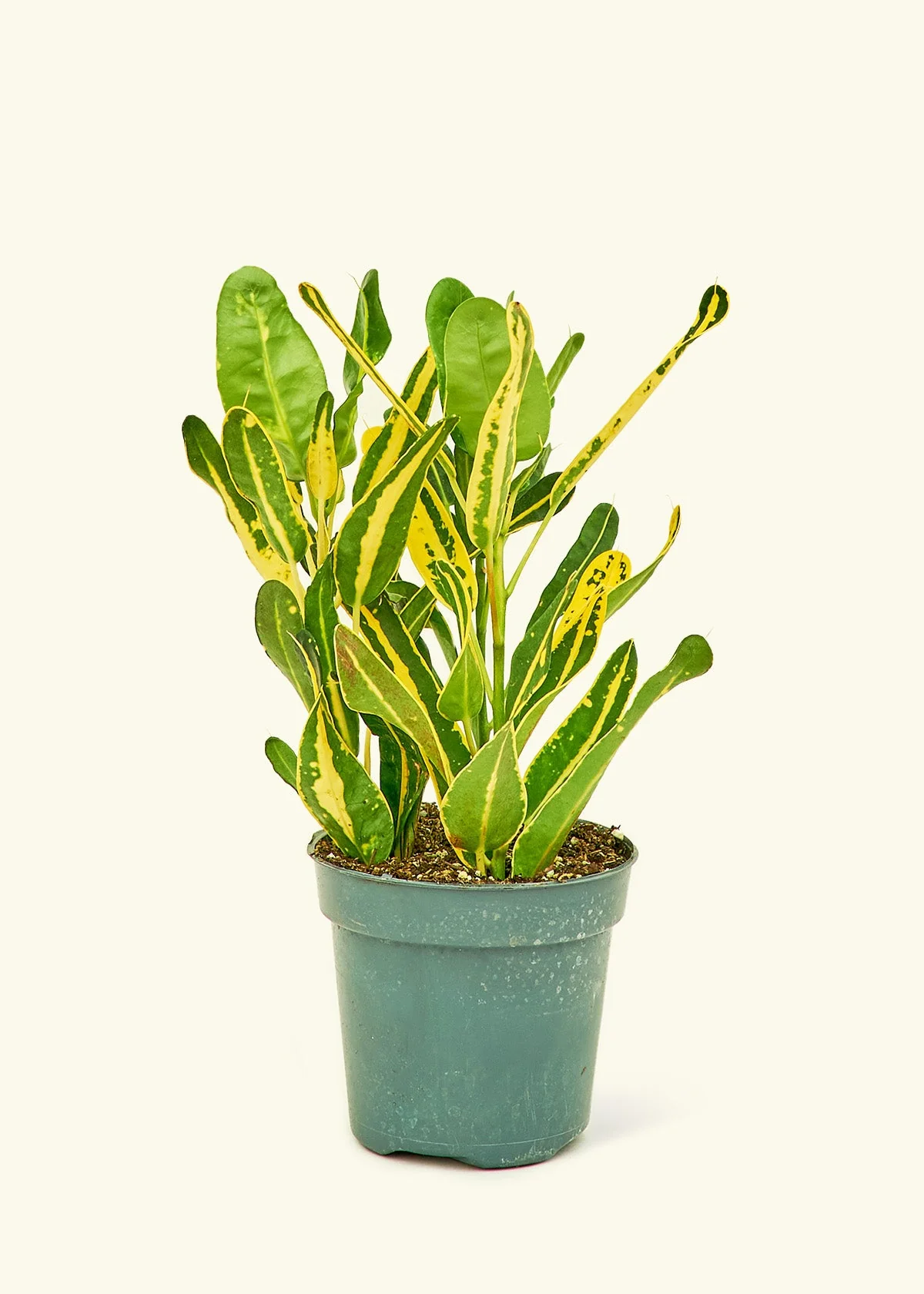 Croton 'Banana', Small