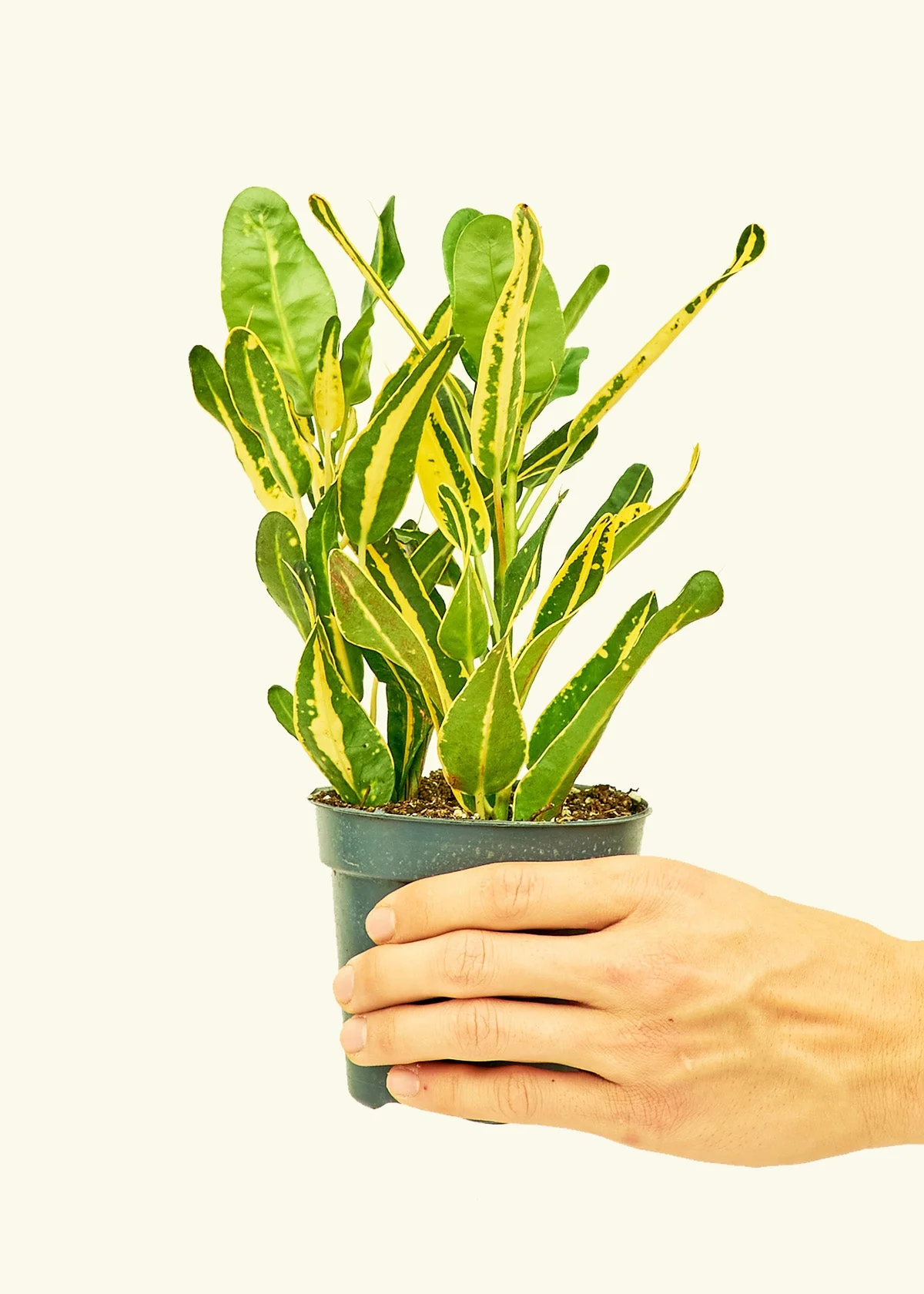 Croton 'Banana', Small - Image 2