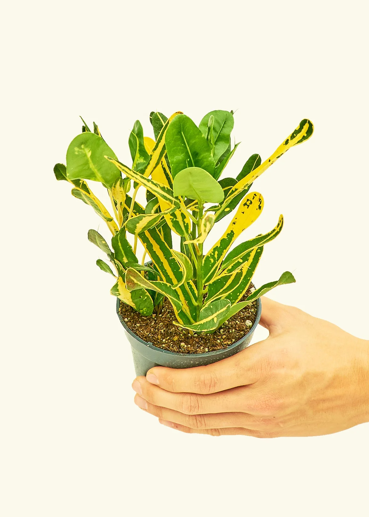 Croton 'Banana', Small - Image 3