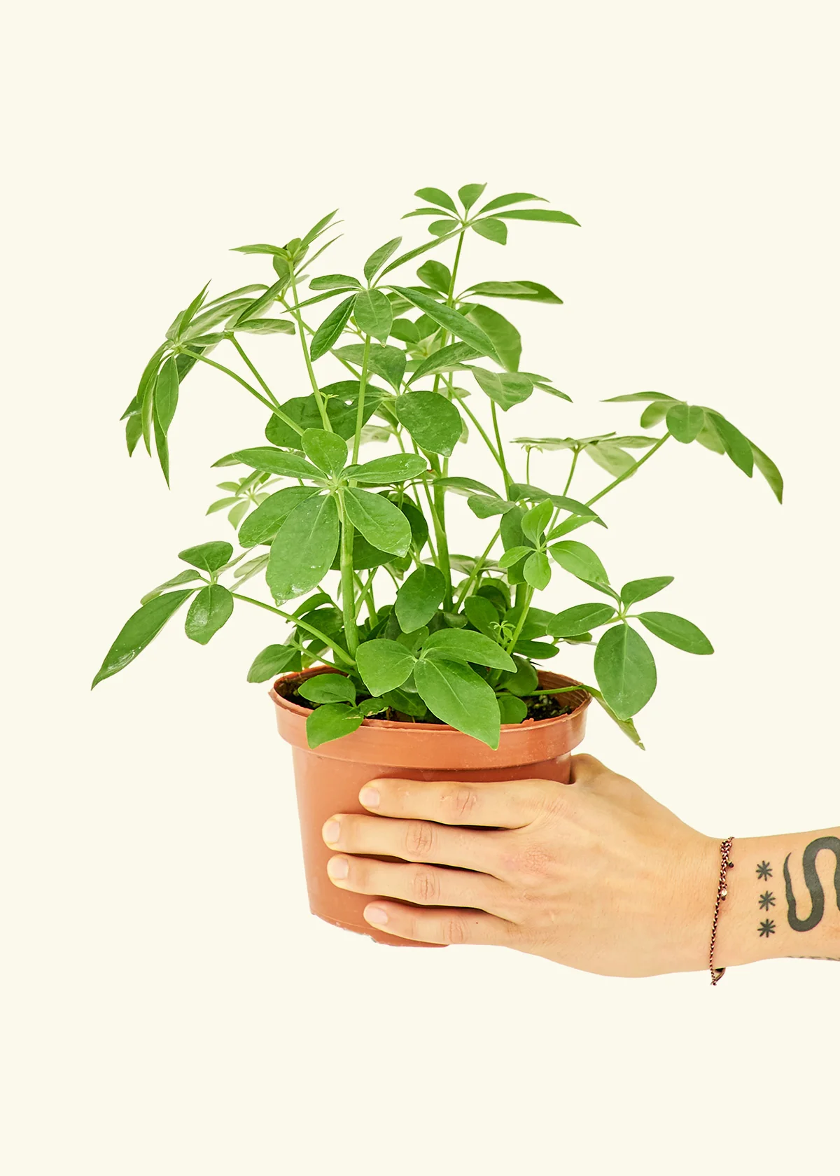 Dwarf Umbrella Tree, Medium - Image 2