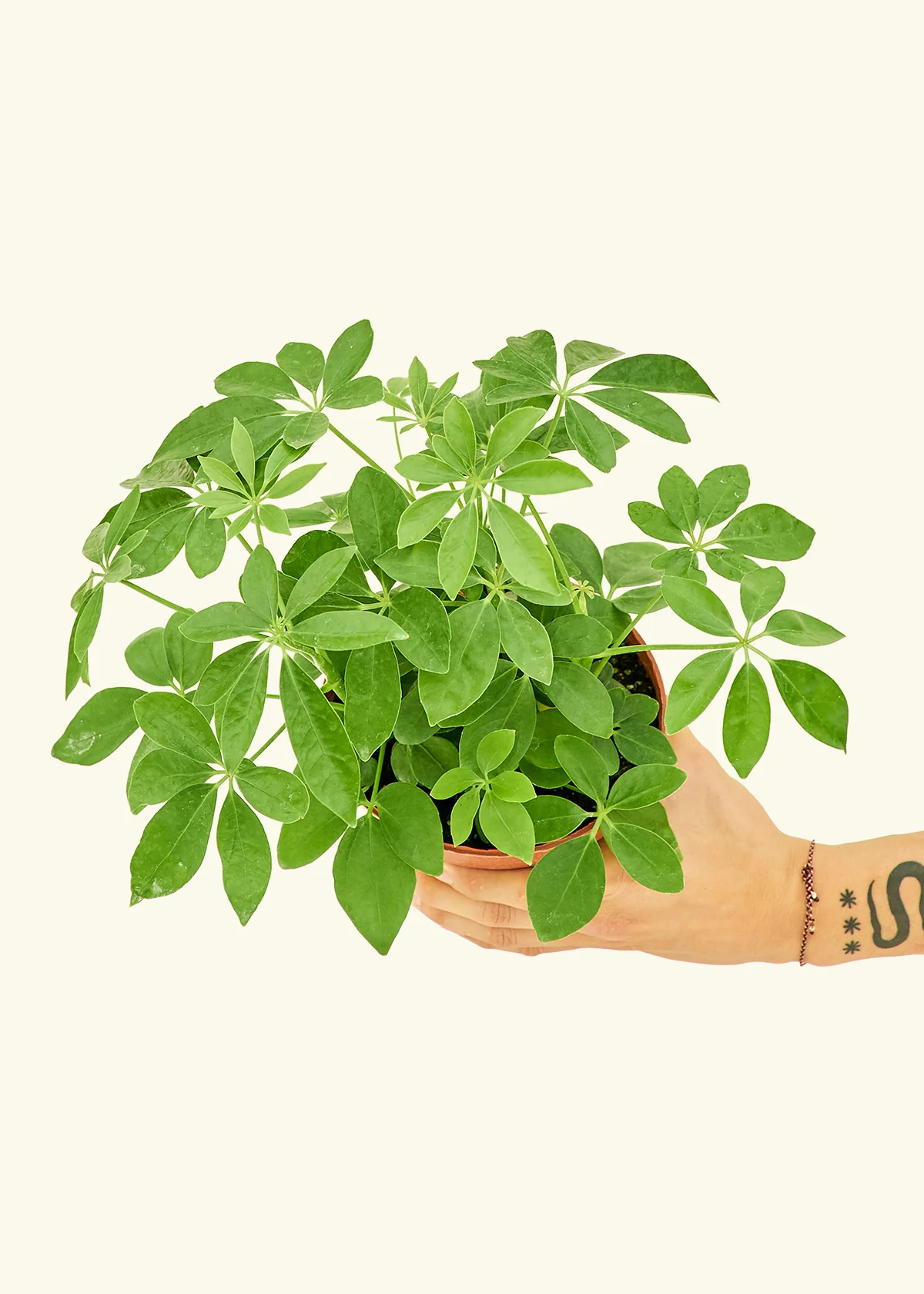 Dwarf Umbrella Tree, Medium - Image 3