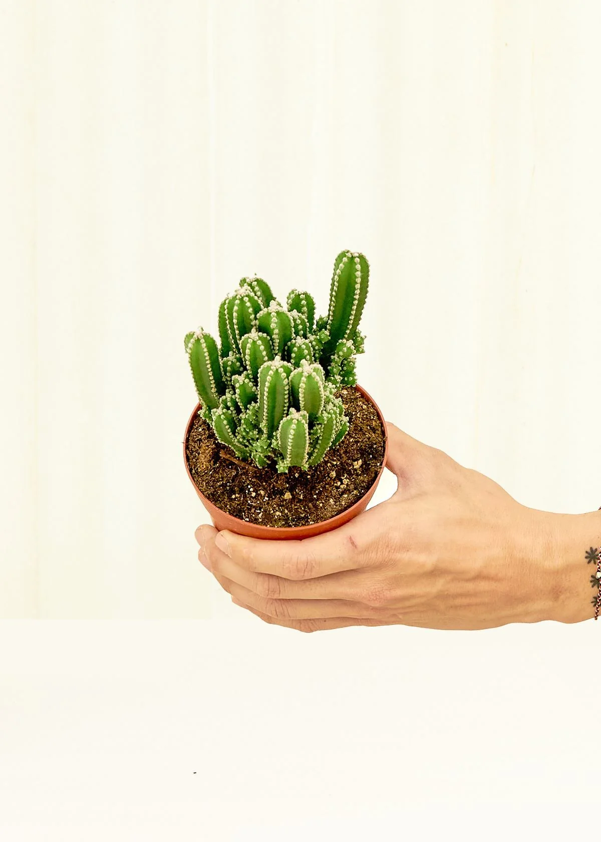 Fairy Castle Cactus, Small - Image 3