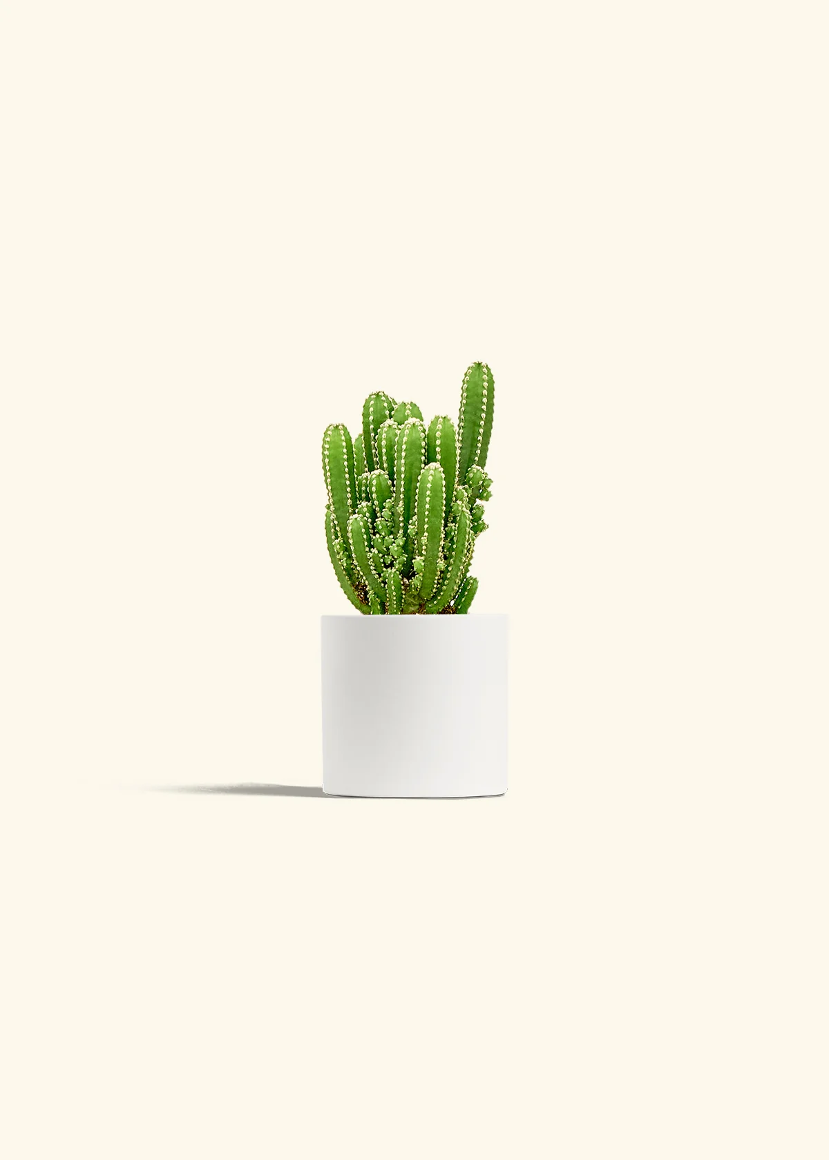 Fairy Castle Cactus, Small - Image 4