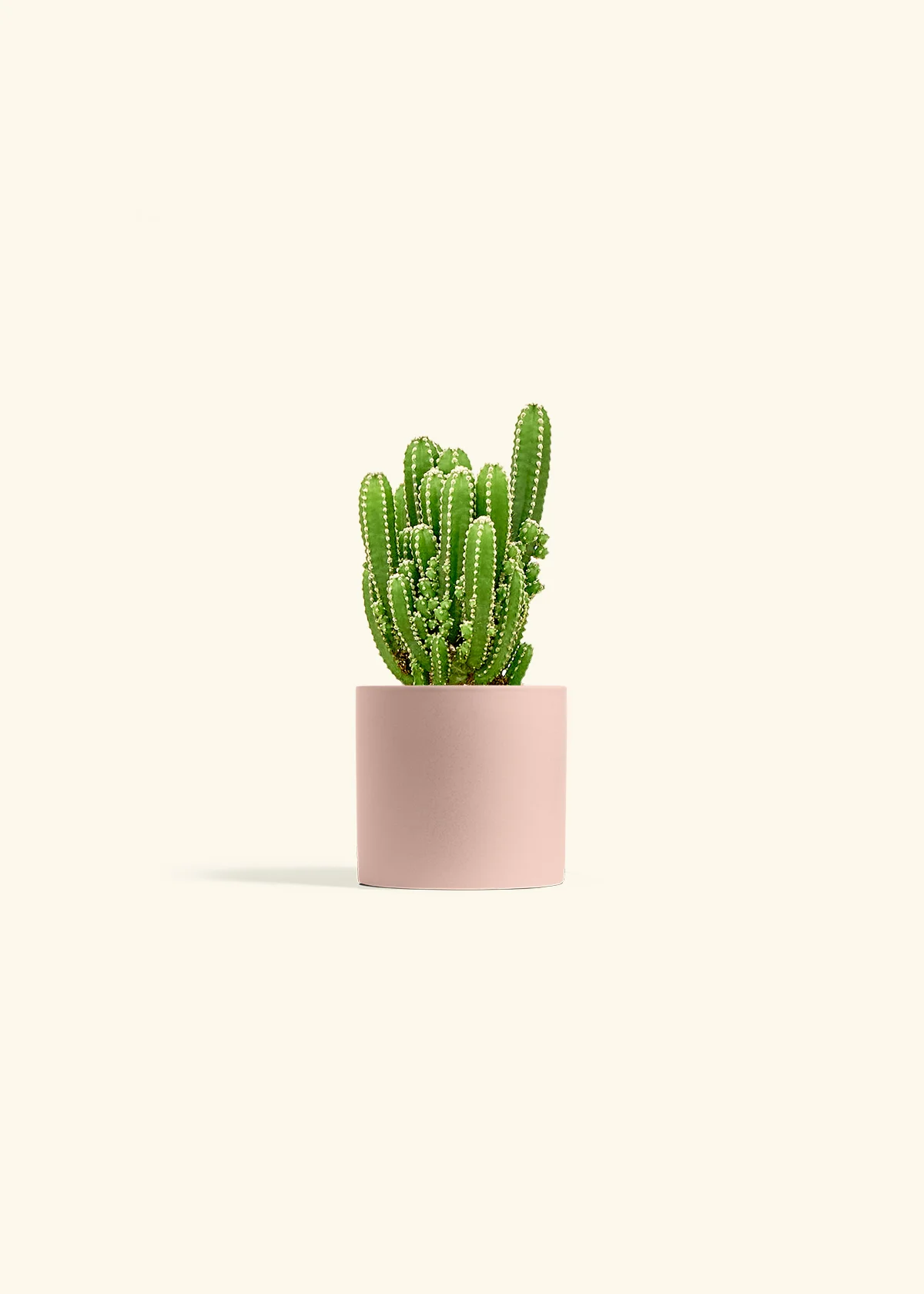 Fairy Castle Cactus, Small - Image 5