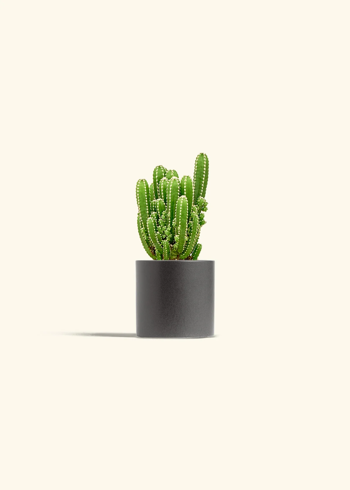 Fairy Castle Cactus, Small - Image 6