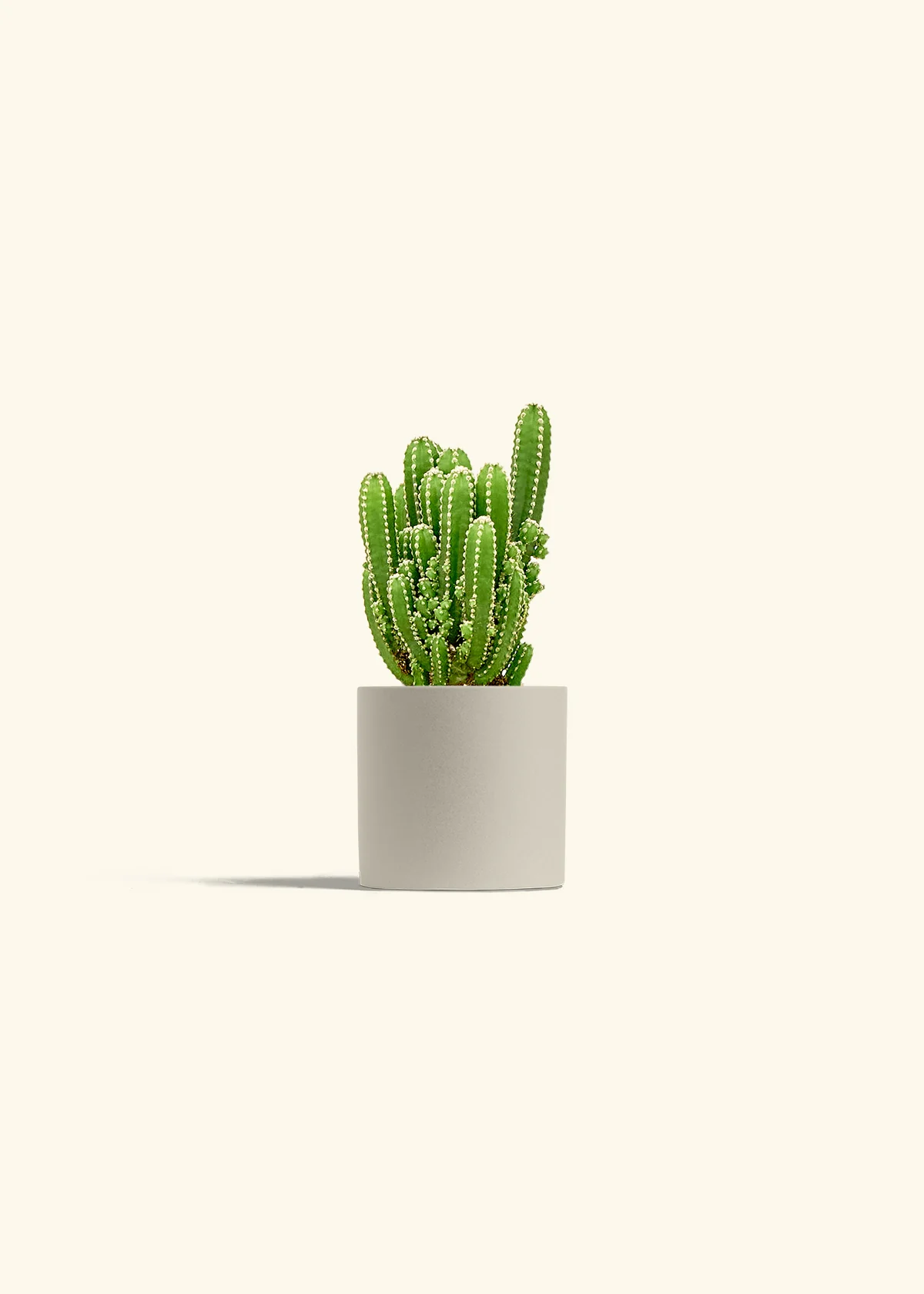 Fairy Castle Cactus, Small - Image 7