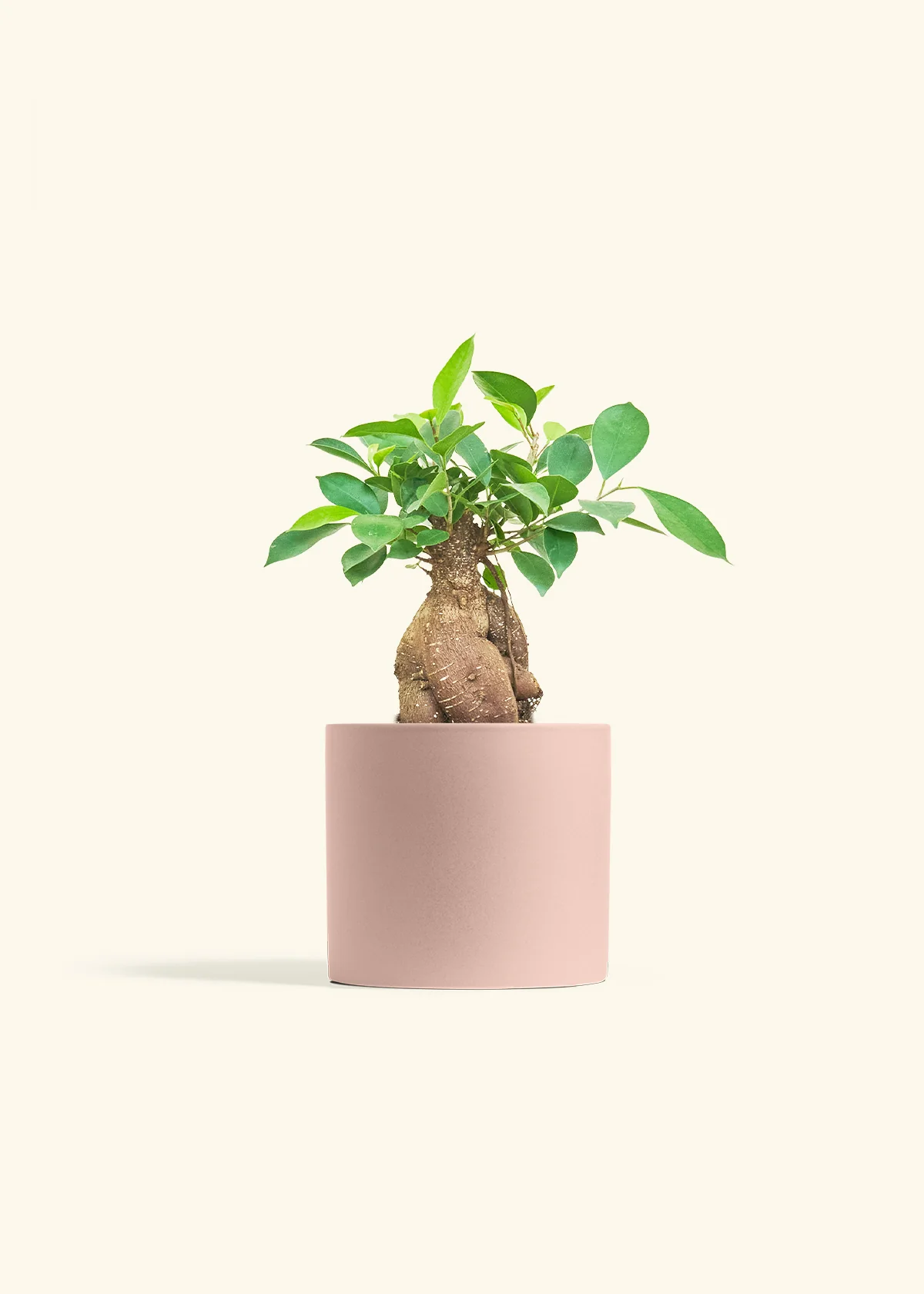 Ficus 'Ginseng', Medium - Image 3