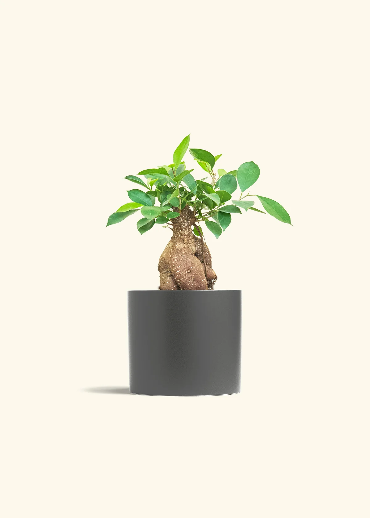 Ficus 'Ginseng', Medium - Image 4