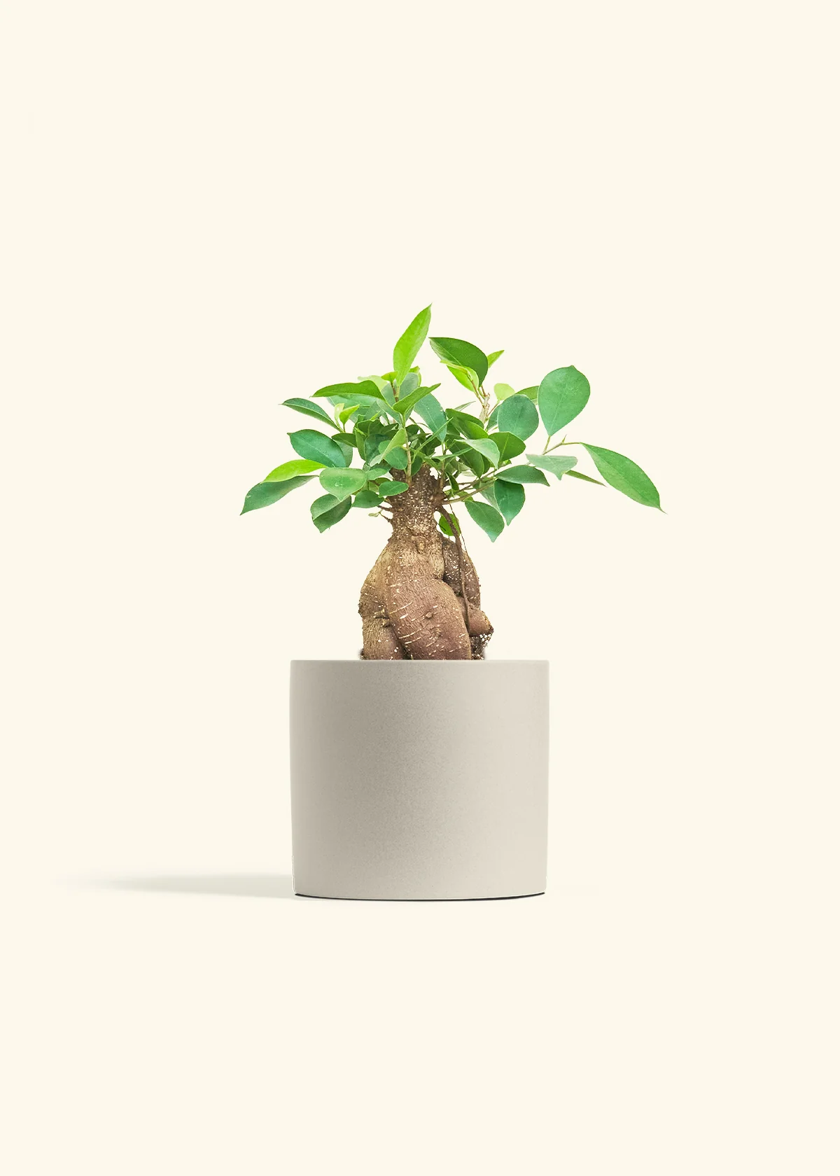 Ficus 'Ginseng', Medium - Image 5