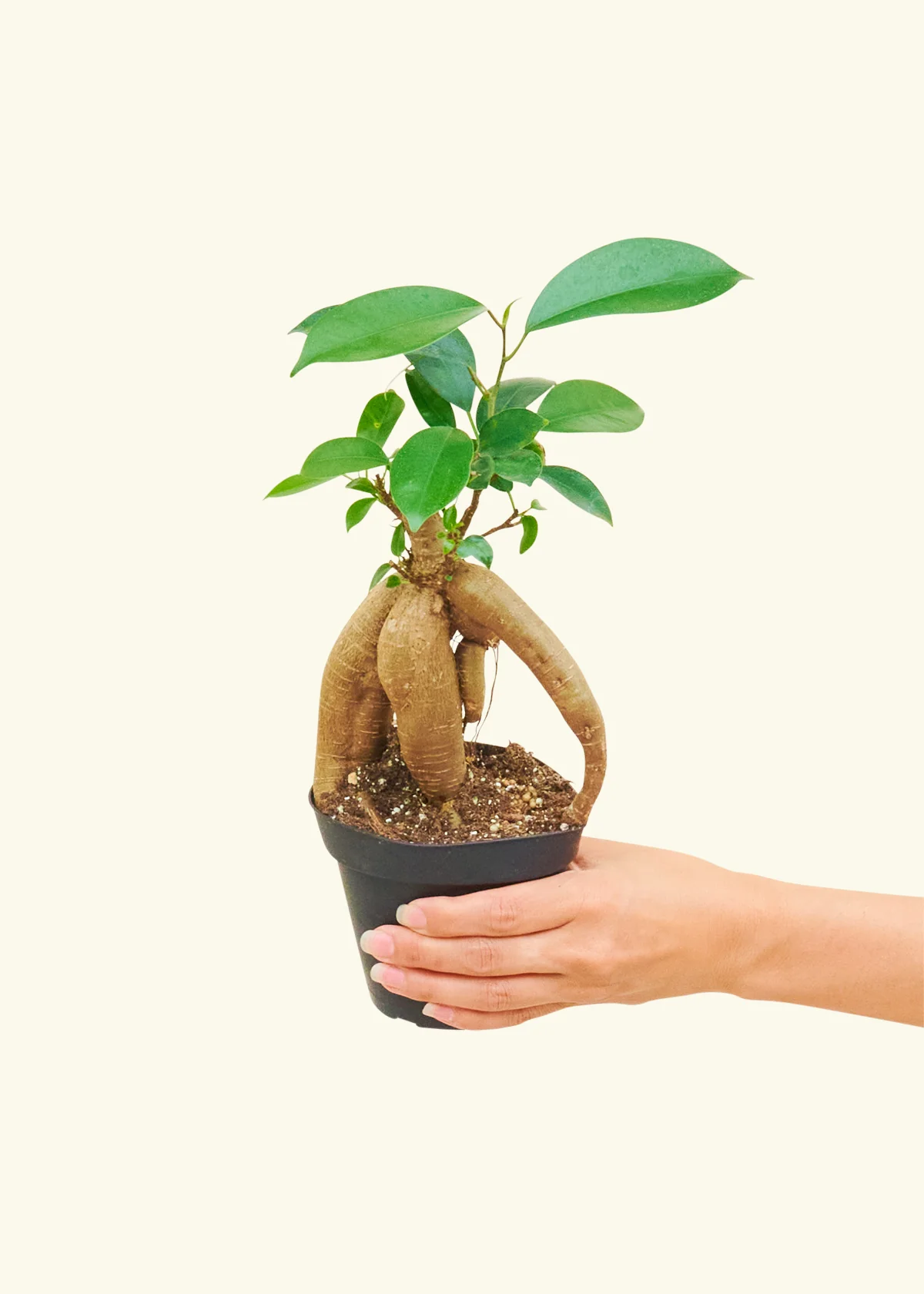 Ficus 'Ginseng', Small - Image 3