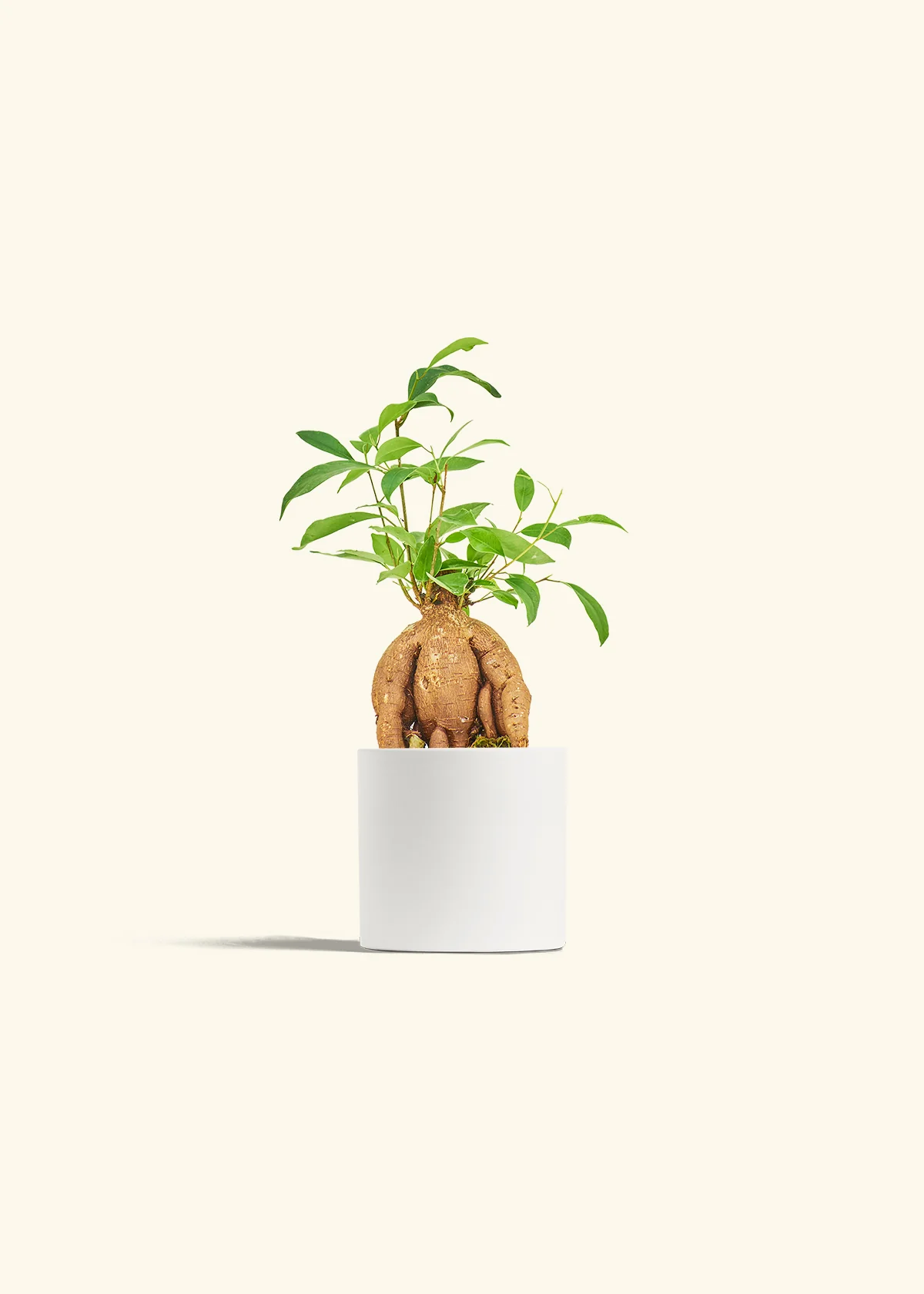 Ficus 'Ginseng', Small - Image 4