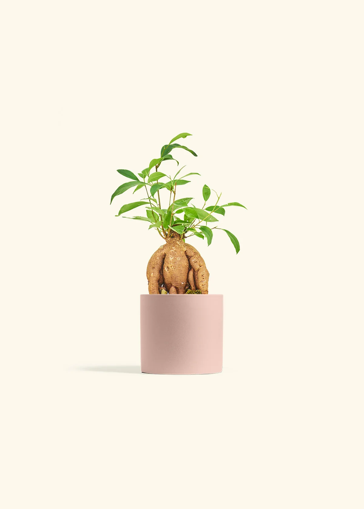 Ficus 'Ginseng', Small - Image 5