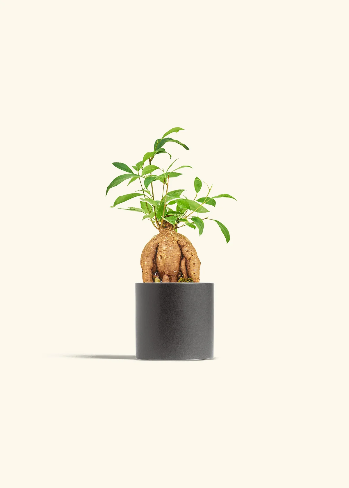 Ficus 'Ginseng', Small - Image 6