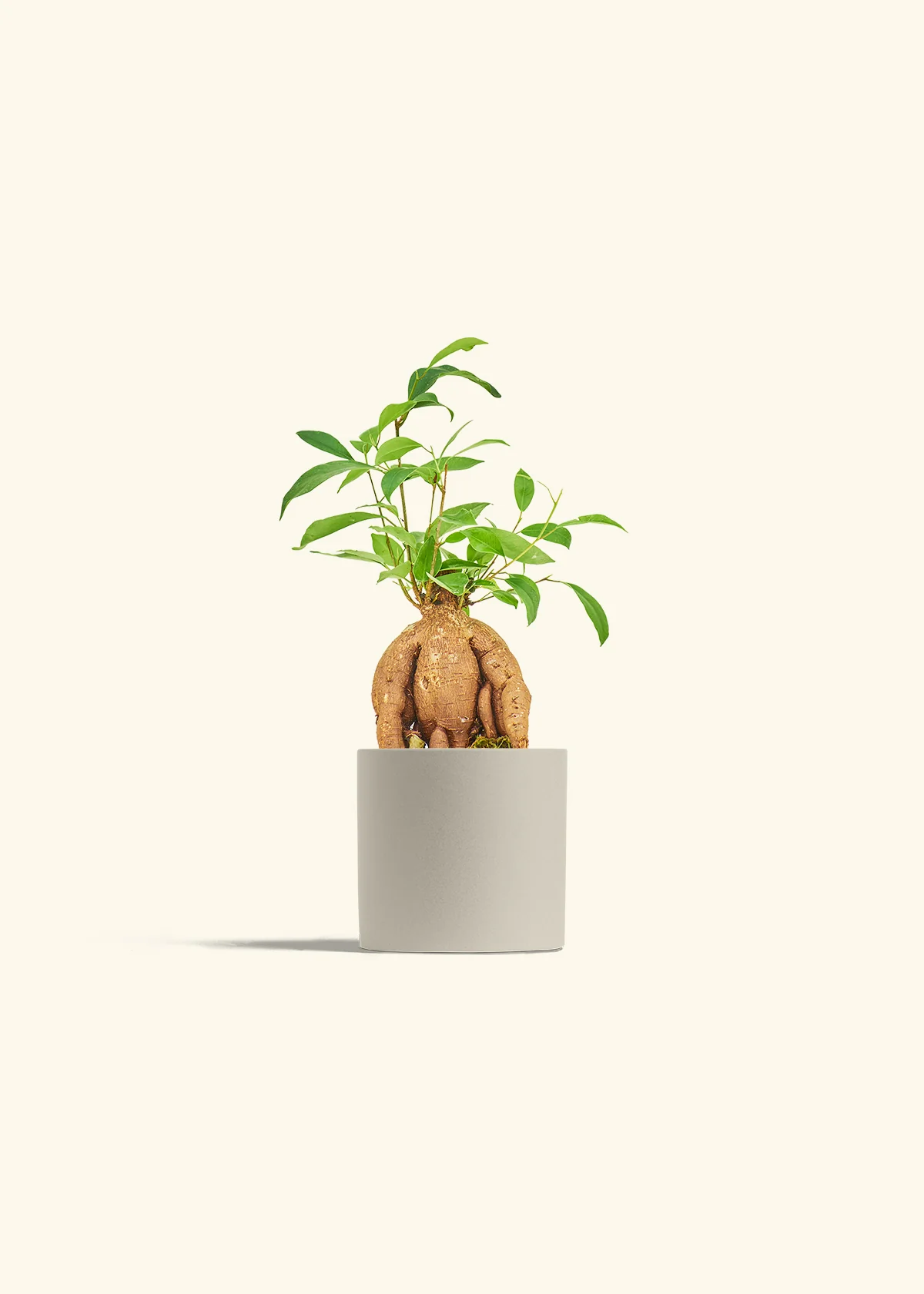 Ficus 'Ginseng', Small - Image 7