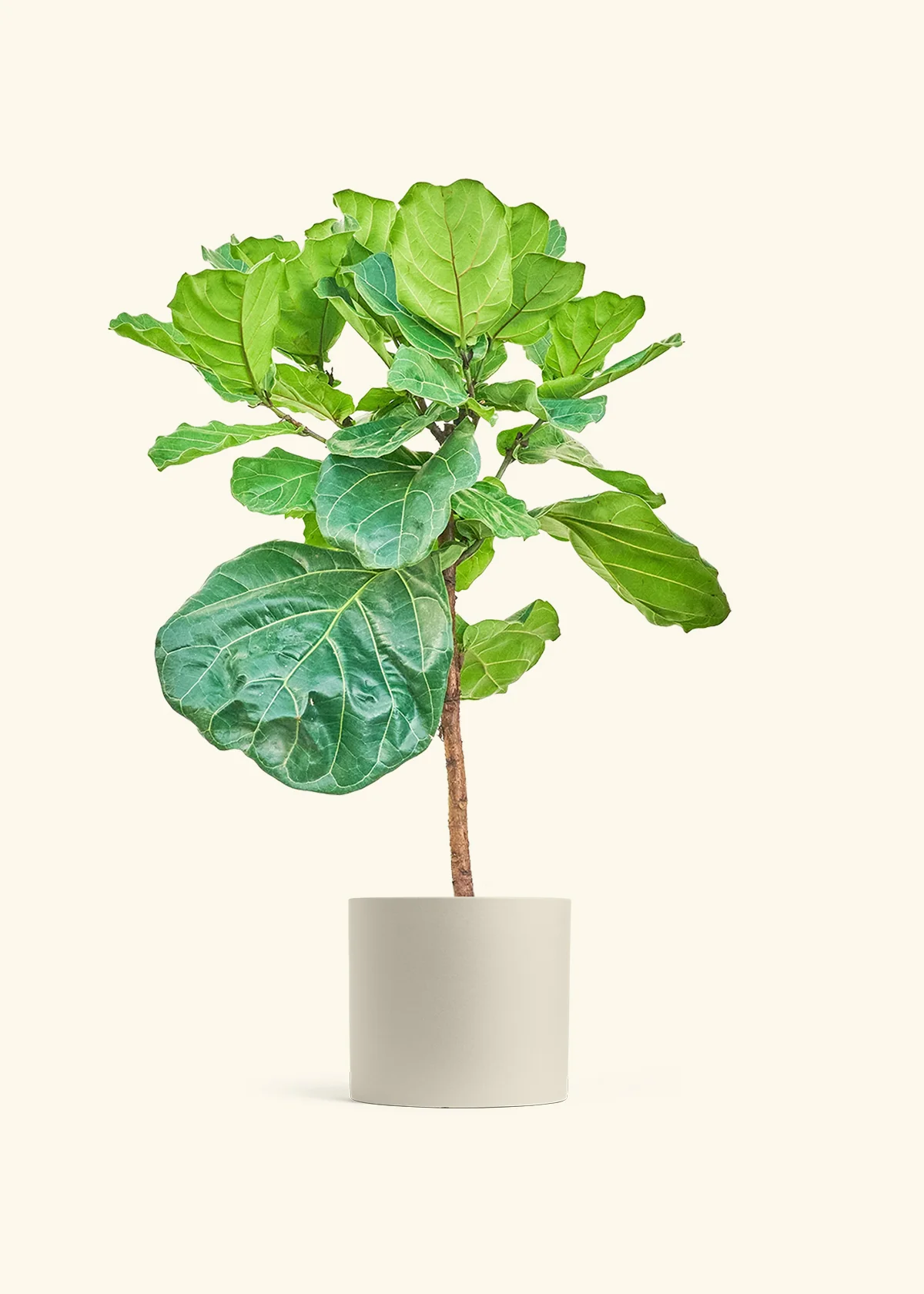 Fiddle Leaf Fig, XL - Image 4
