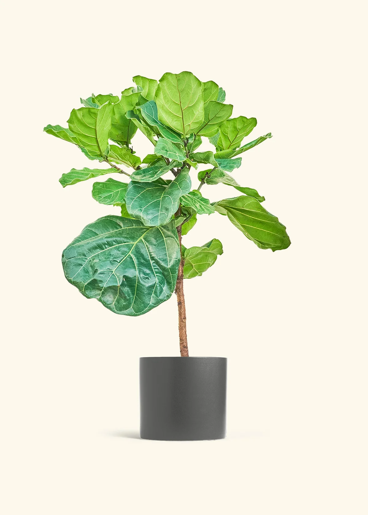 Fiddle Leaf Fig, XL - Image 5