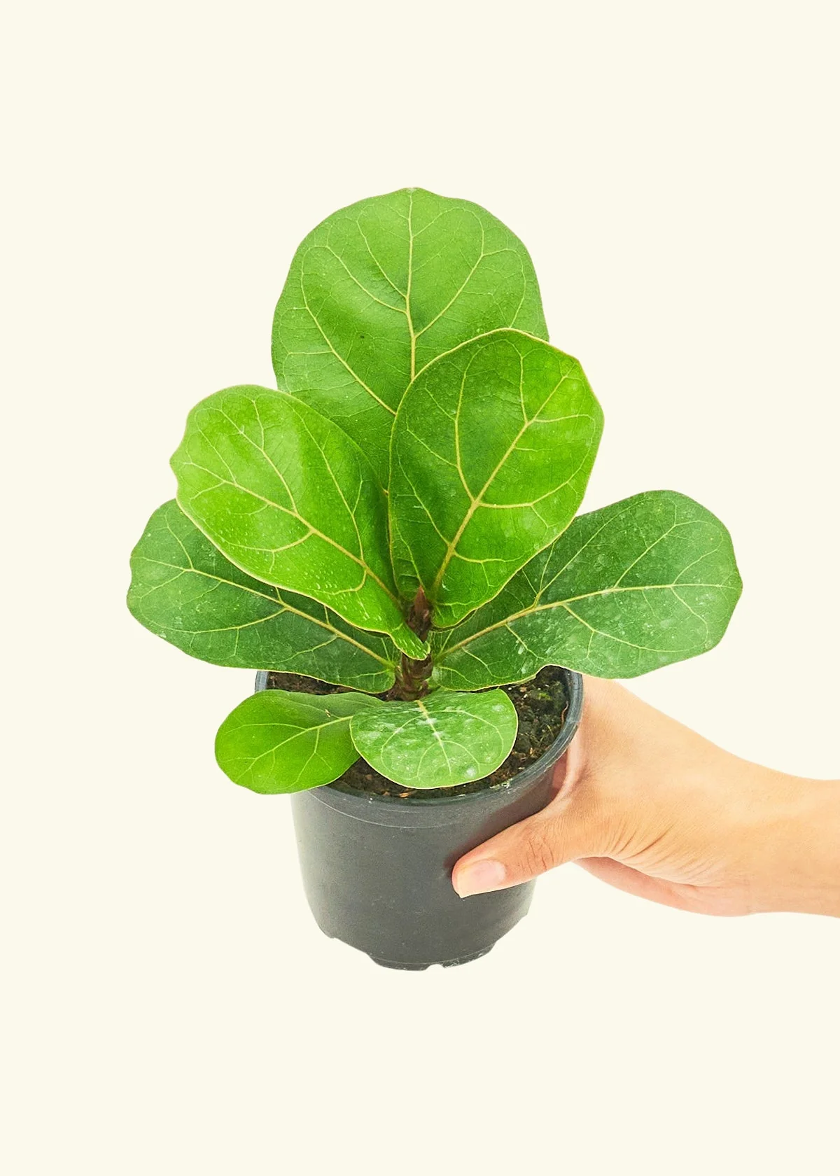 Fiddle Leaf Fig, Small - Image 3