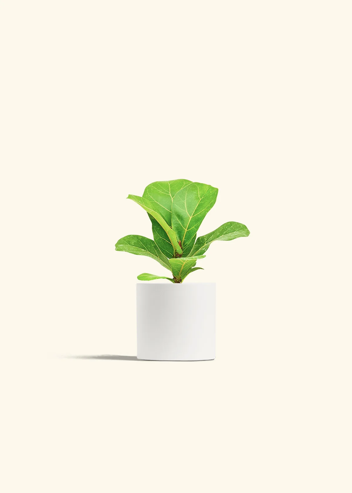 Fiddle Leaf Fig, Small - Image 4
