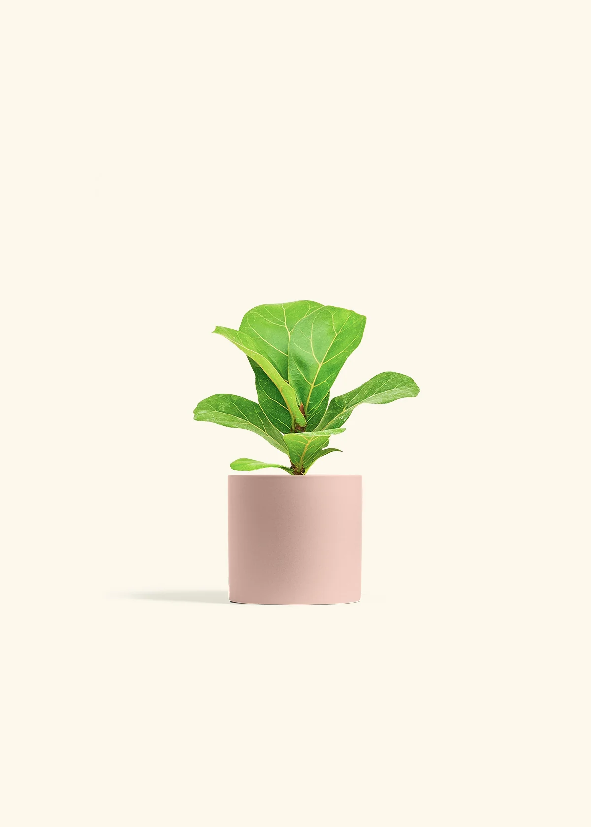 Fiddle Leaf Fig, Small - Image 5