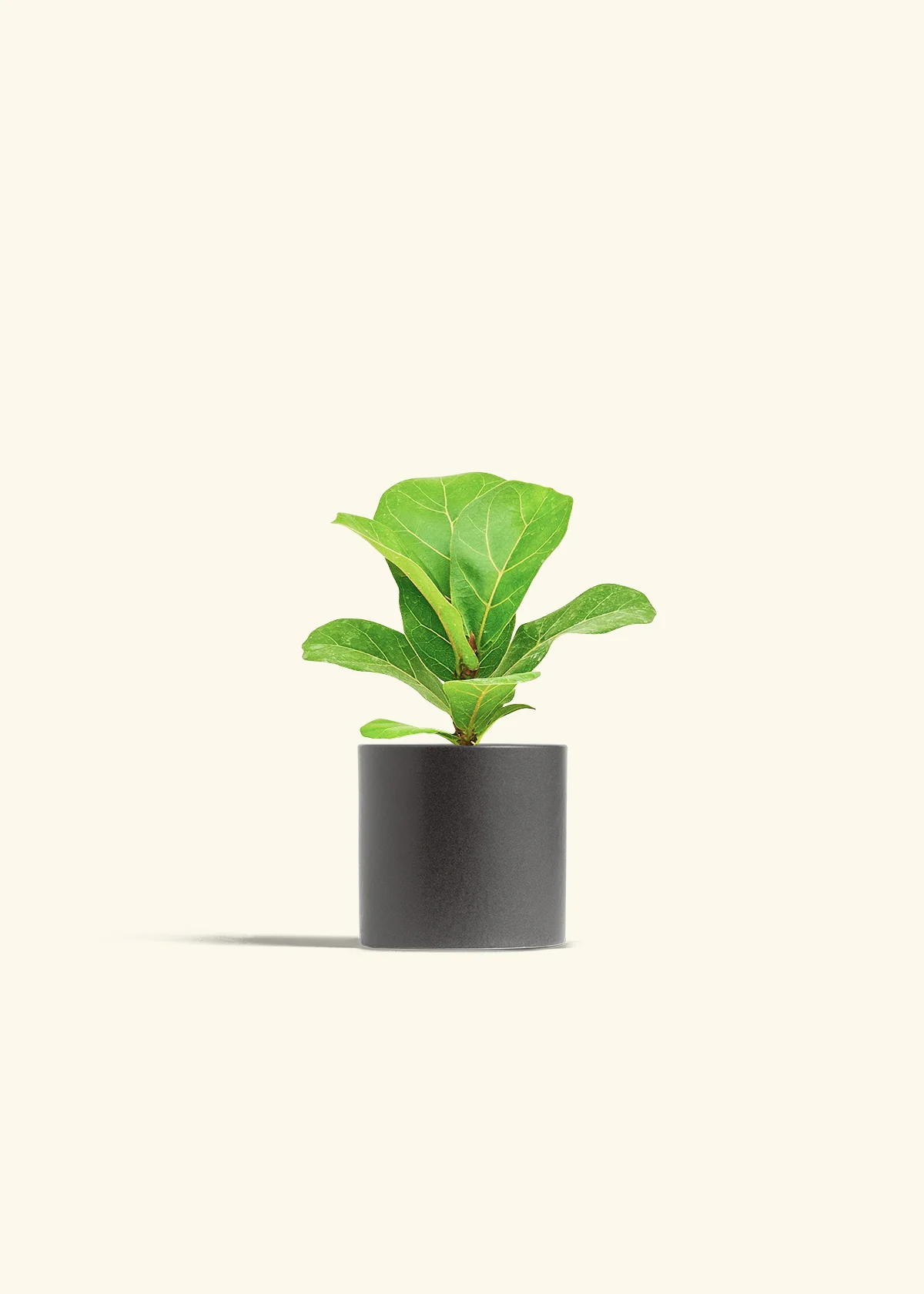 Fiddle Leaf Fig, Small - Image 6
