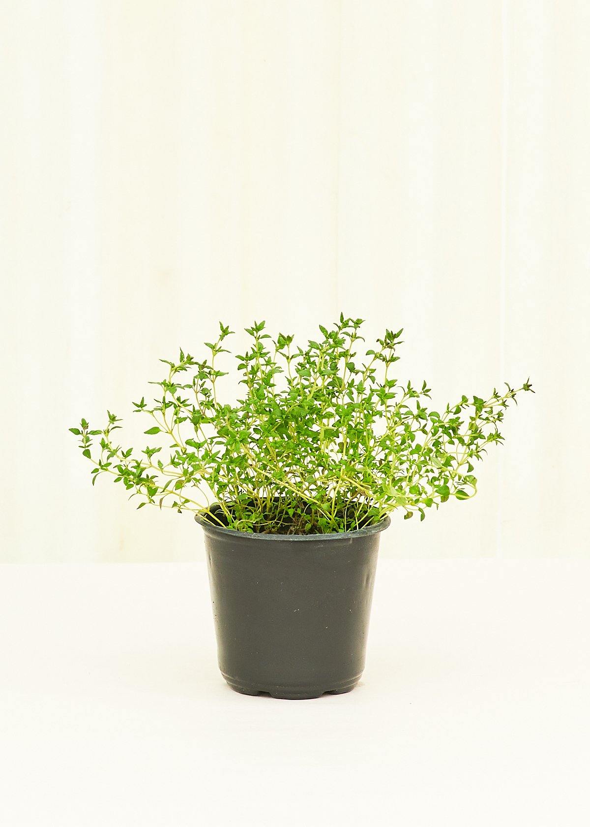 Thyme, 4 pack - Image 2