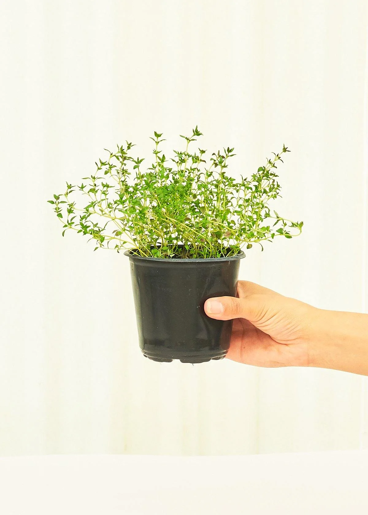 Thyme, 4 pack - Image 3