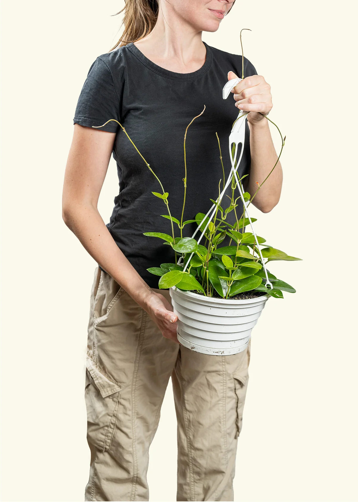Hoya Australis, Large - Image 3